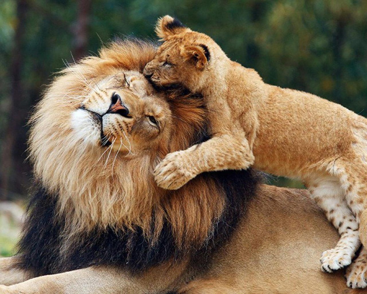 Leone padre e cucciolo, 1280x1024 HD, ROG Asus Laptop