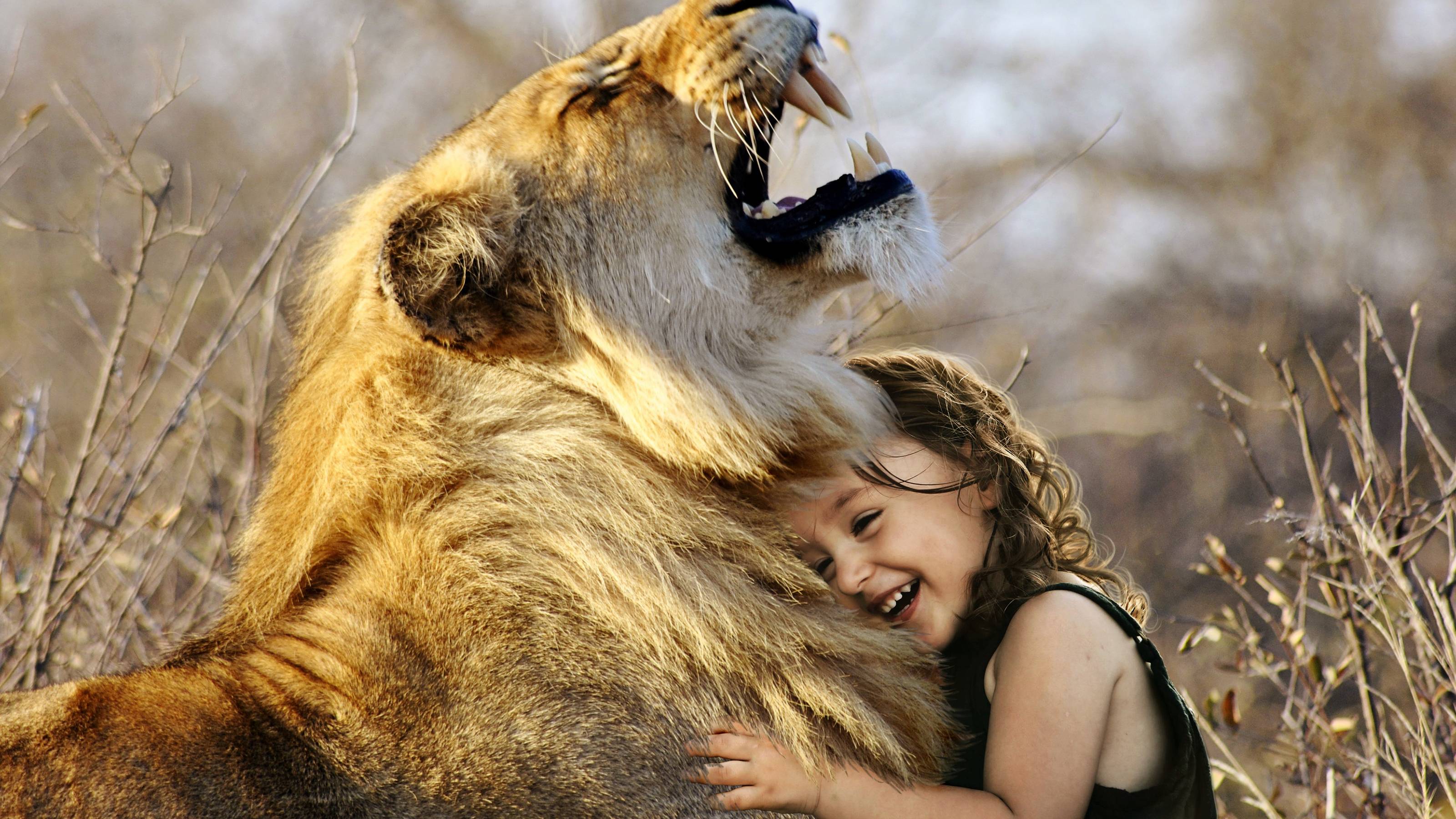 Due leoni affettuosi insieme, 1920x1080 Full HD 1080p, Desktop