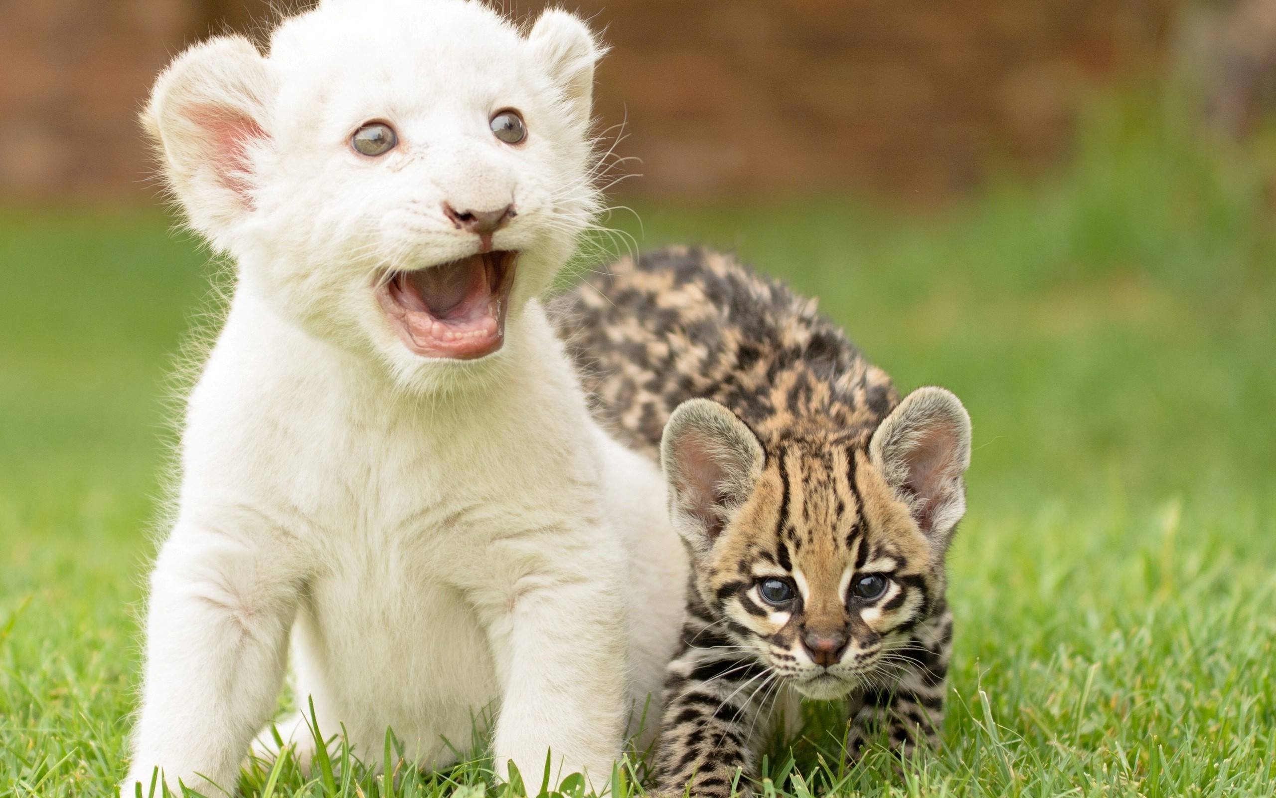 Cucciolo leone bianco e ocelot, 2560x1600 2K, Desktop