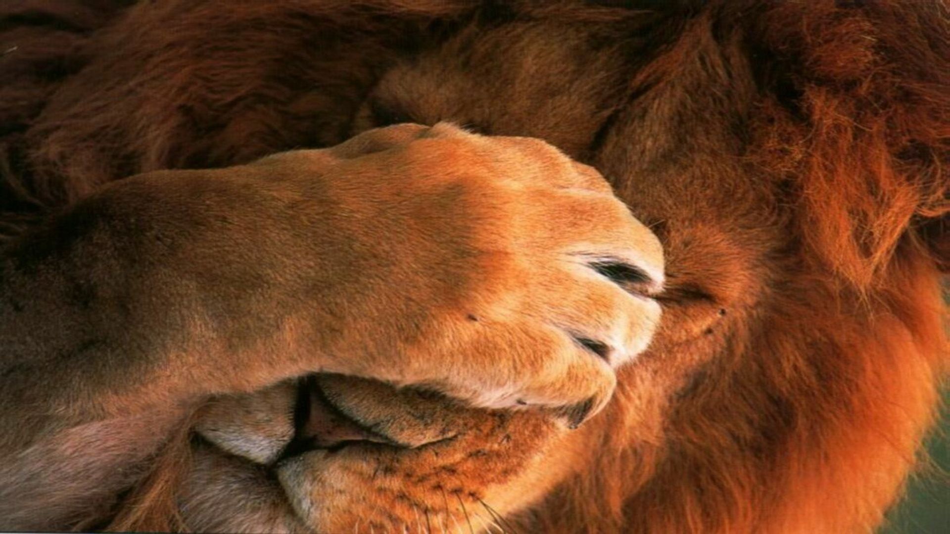 Cucciolo di leone su ramo, 1024x768 HD, Desktop