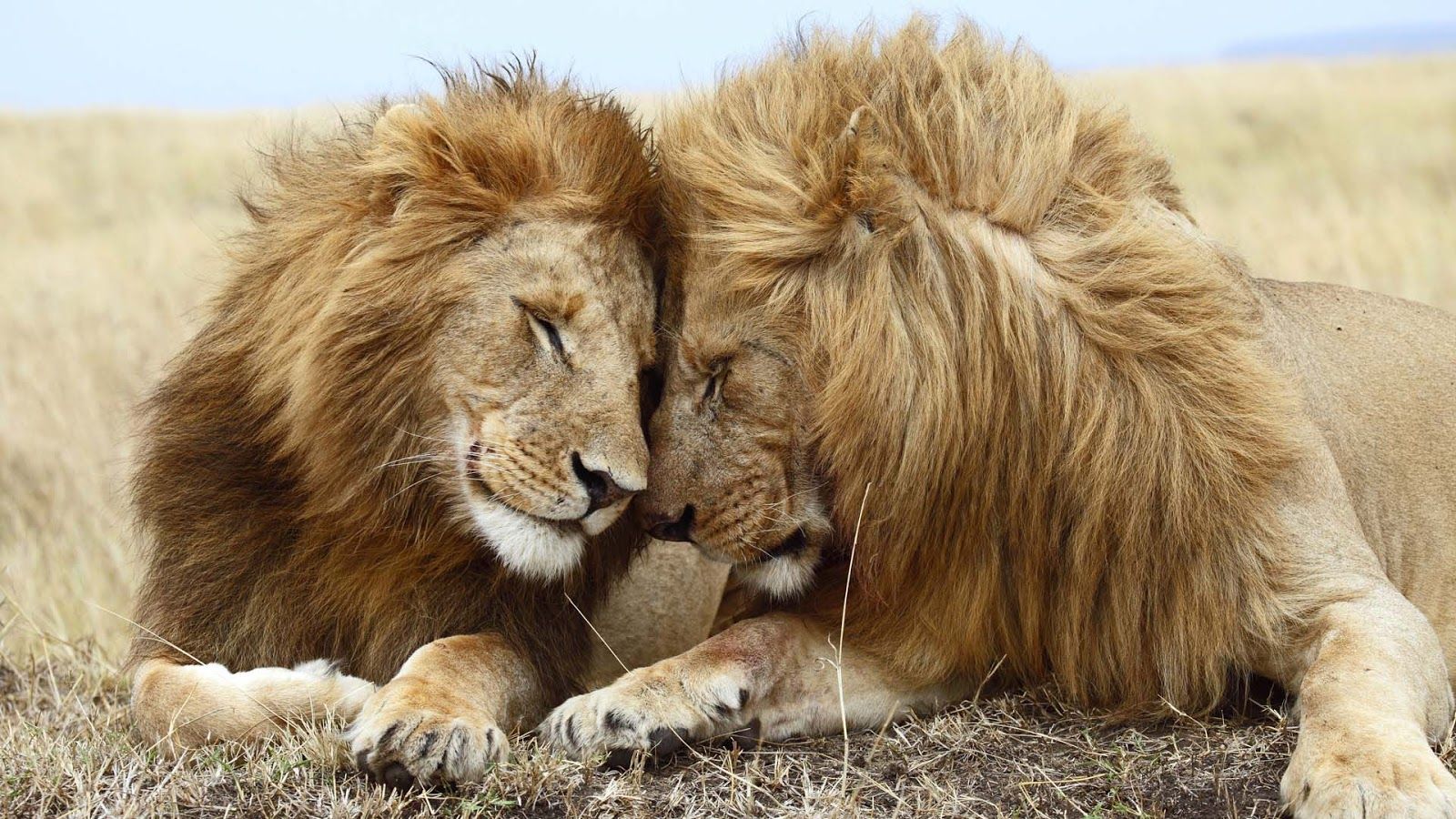 Due leoni affettuosi savana, 1600x900 HD, PC