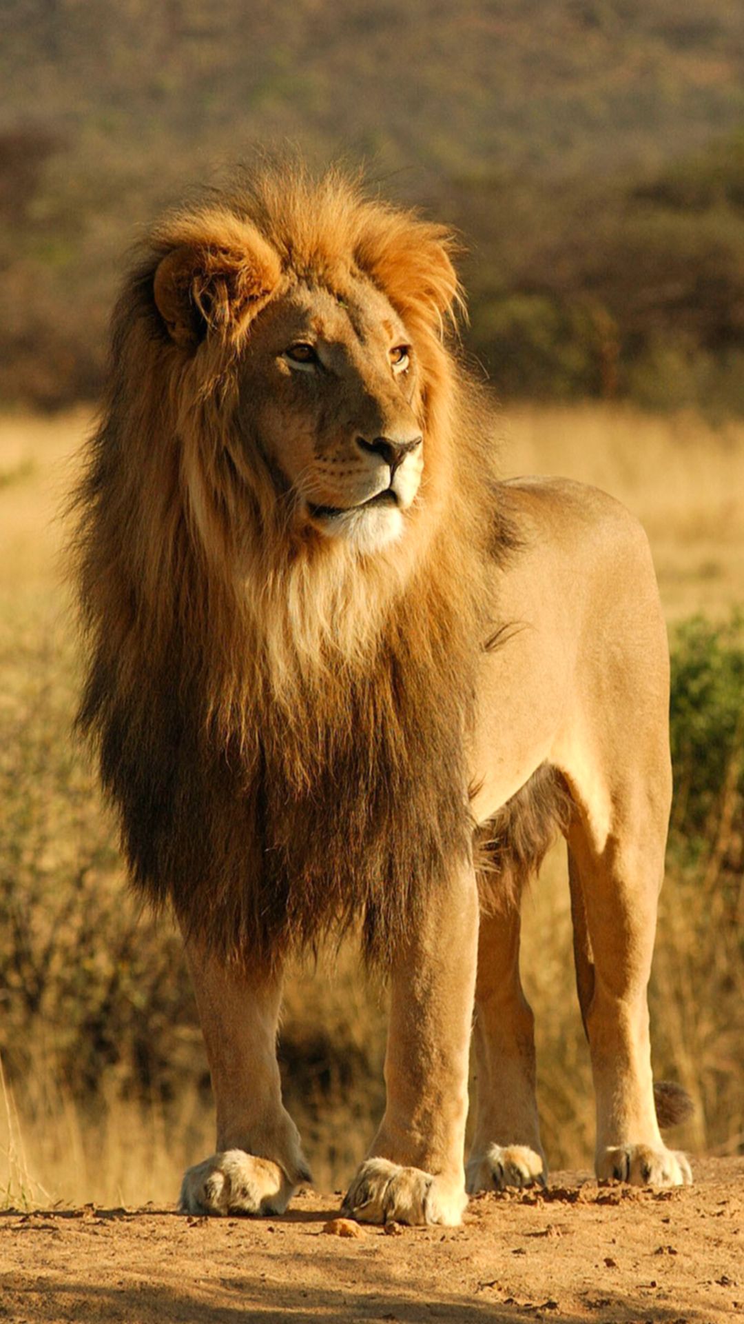 Leone adulto nella savana, 1080x1920 Verticale, Telefono