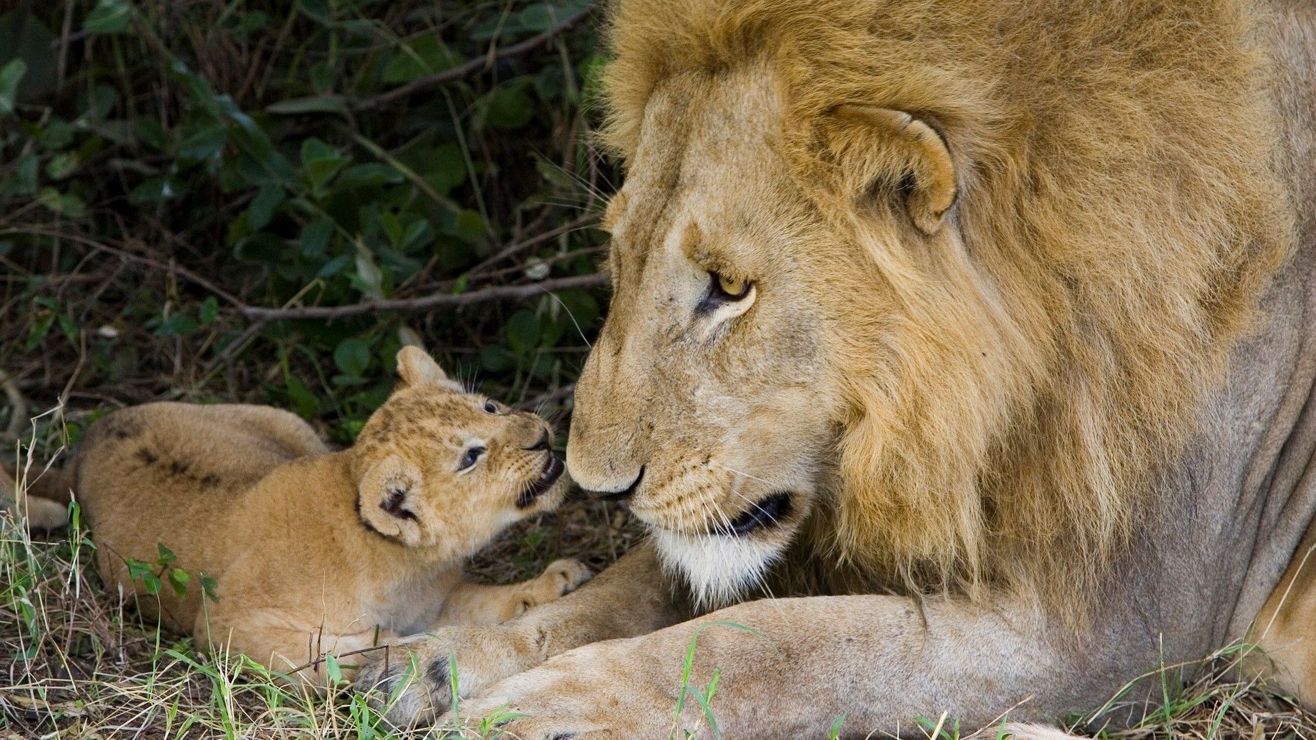 Leone padre con cucciolo, 1920x1080 1080p, PC