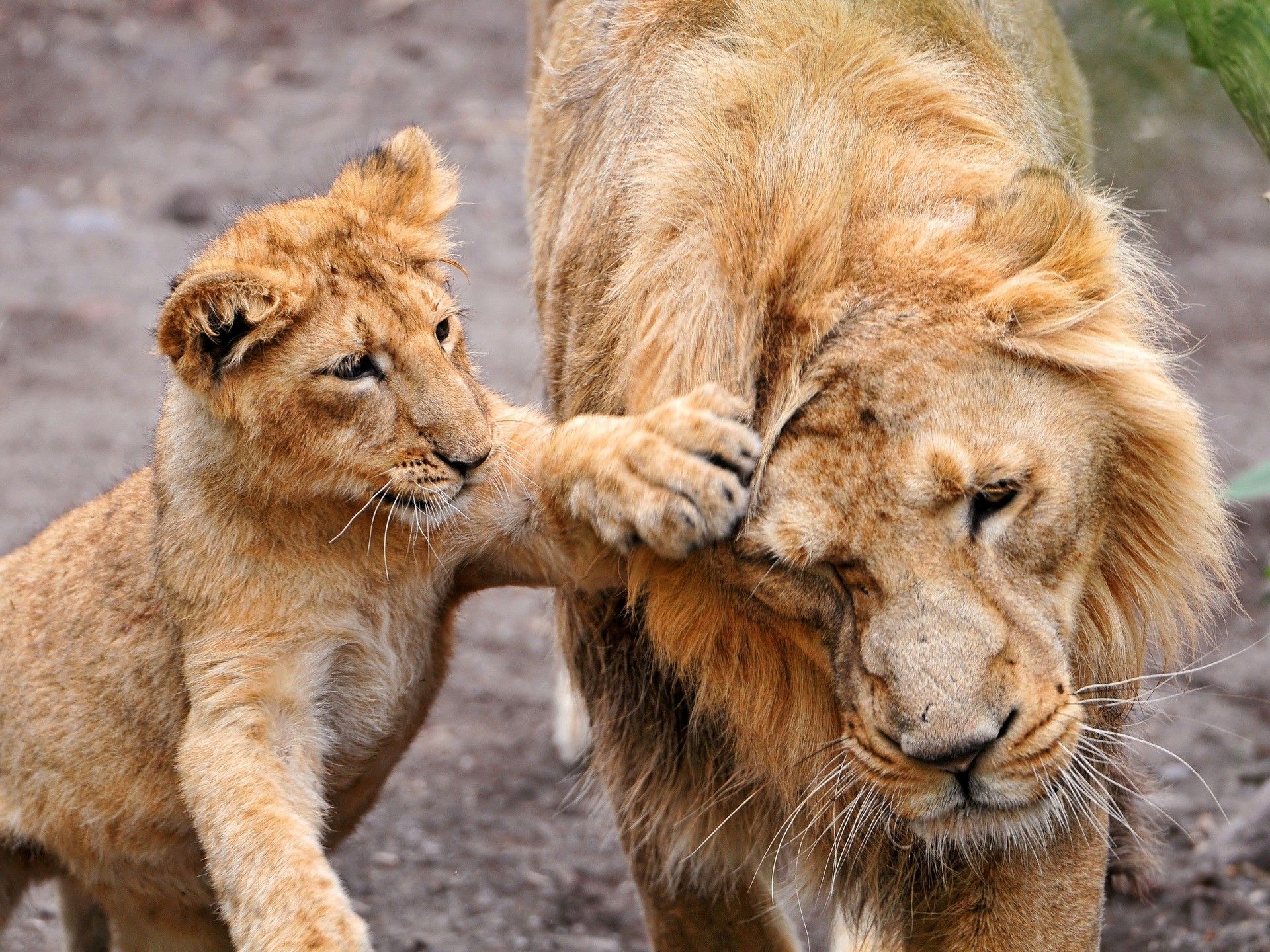 Cucciolo di leone con adulto, 1920x1440 Full HD+ WUXGA, Desktop