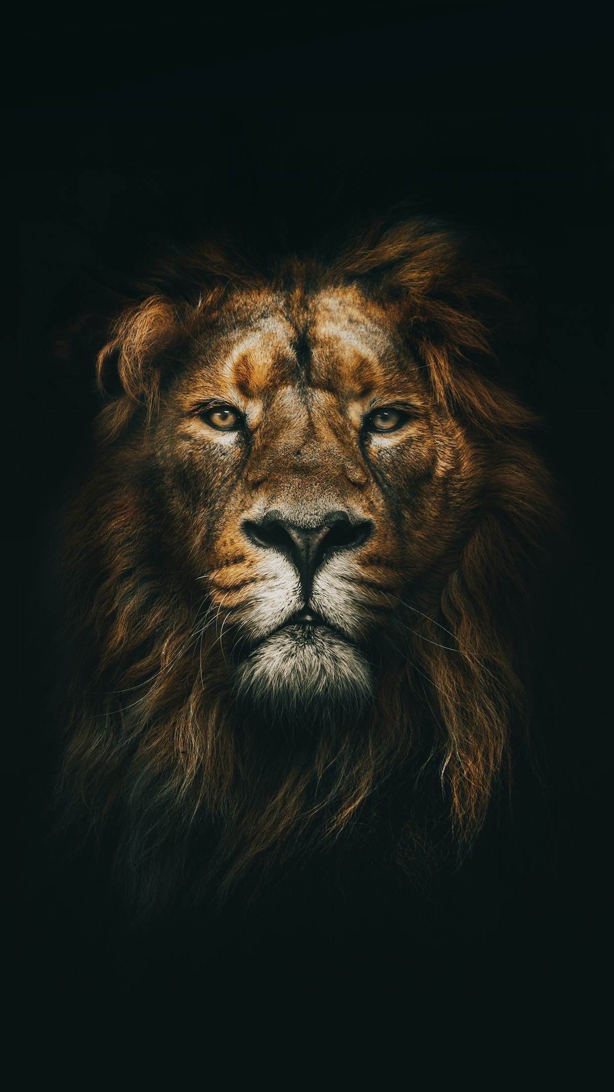 Leone testa sfondo nero, 1242x2208 Full HD Verticale, Smartphone