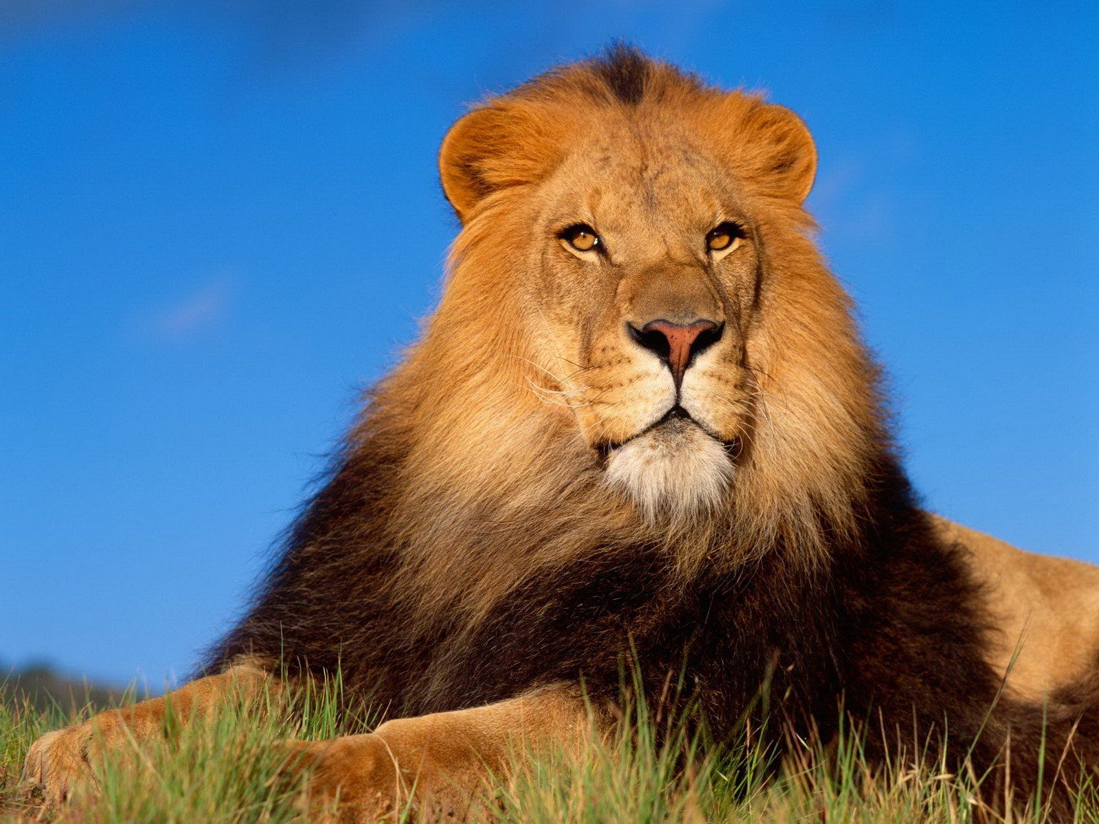 Leone sdraiato nell'erba, 1600x1200 HD Ready, PC