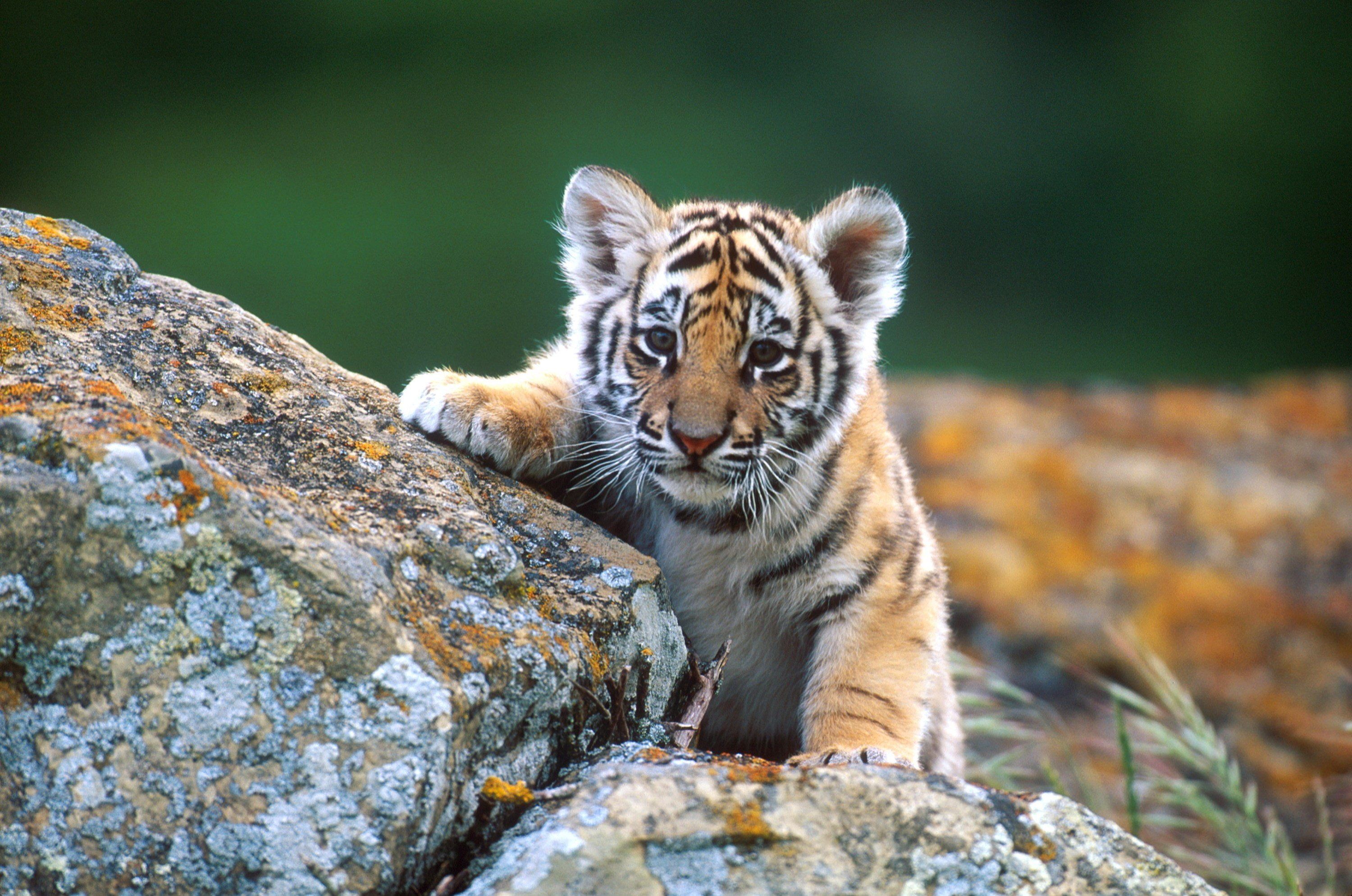 Cucciolo di tigre su roccia, 3000x1988 WQXGA, Desktop
