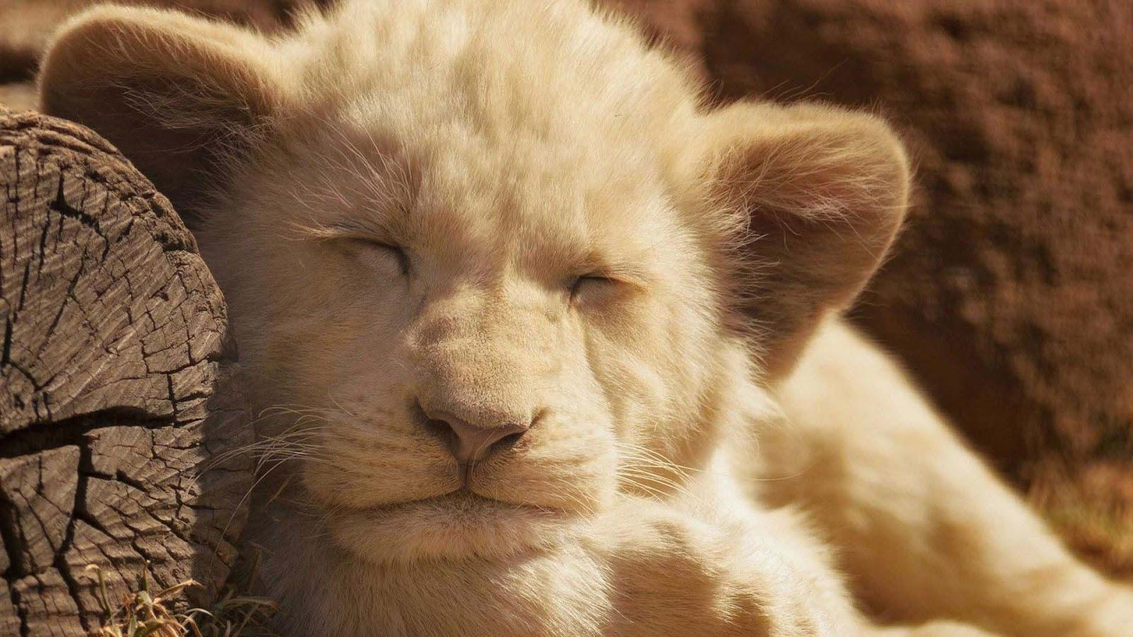Cuccioli leone bianco erba, 1600x1200 HD, Lenovo Legion
