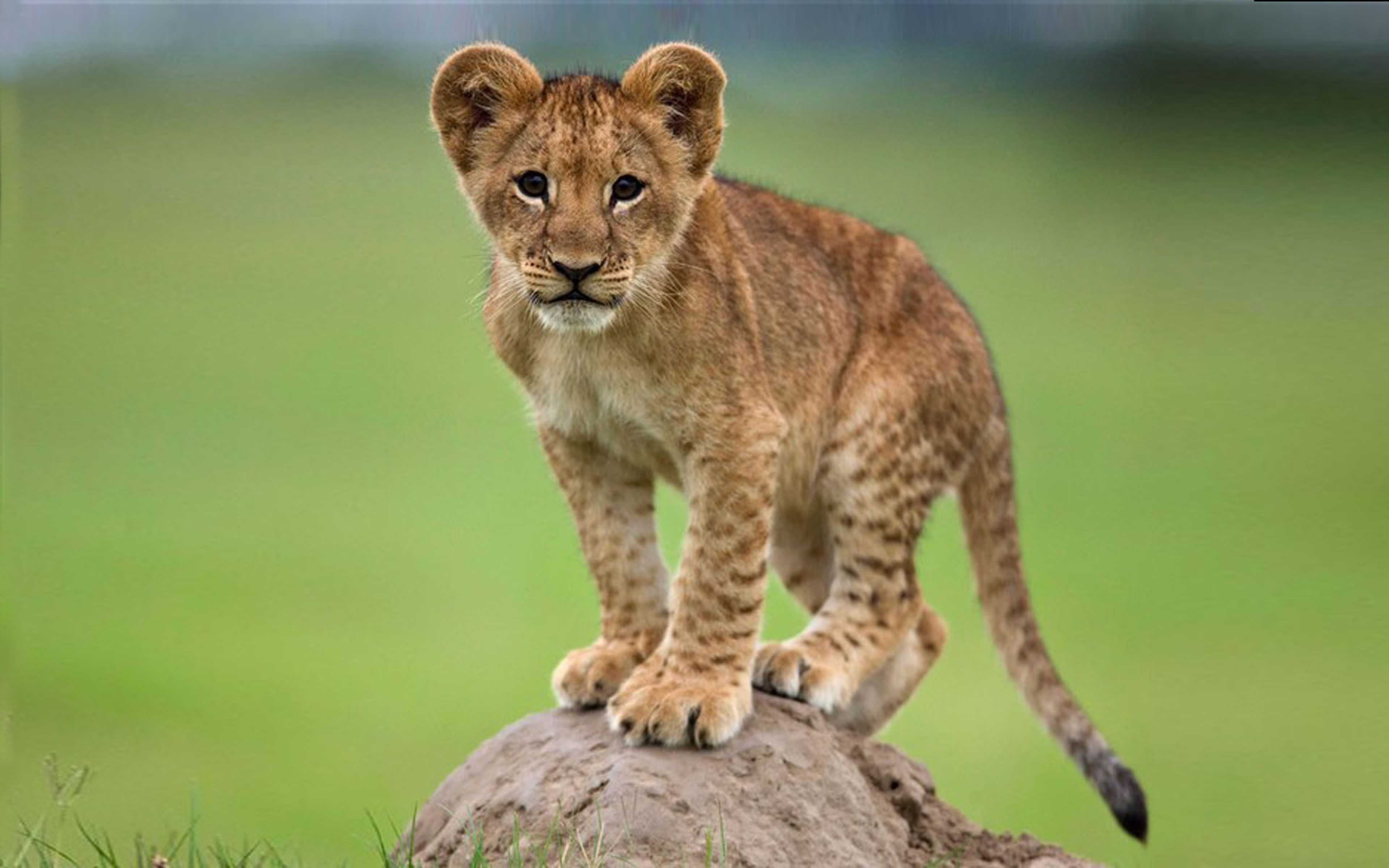 Cucciolo di leone su roccia, 800x1420 Full HD Verticale, Smartphone