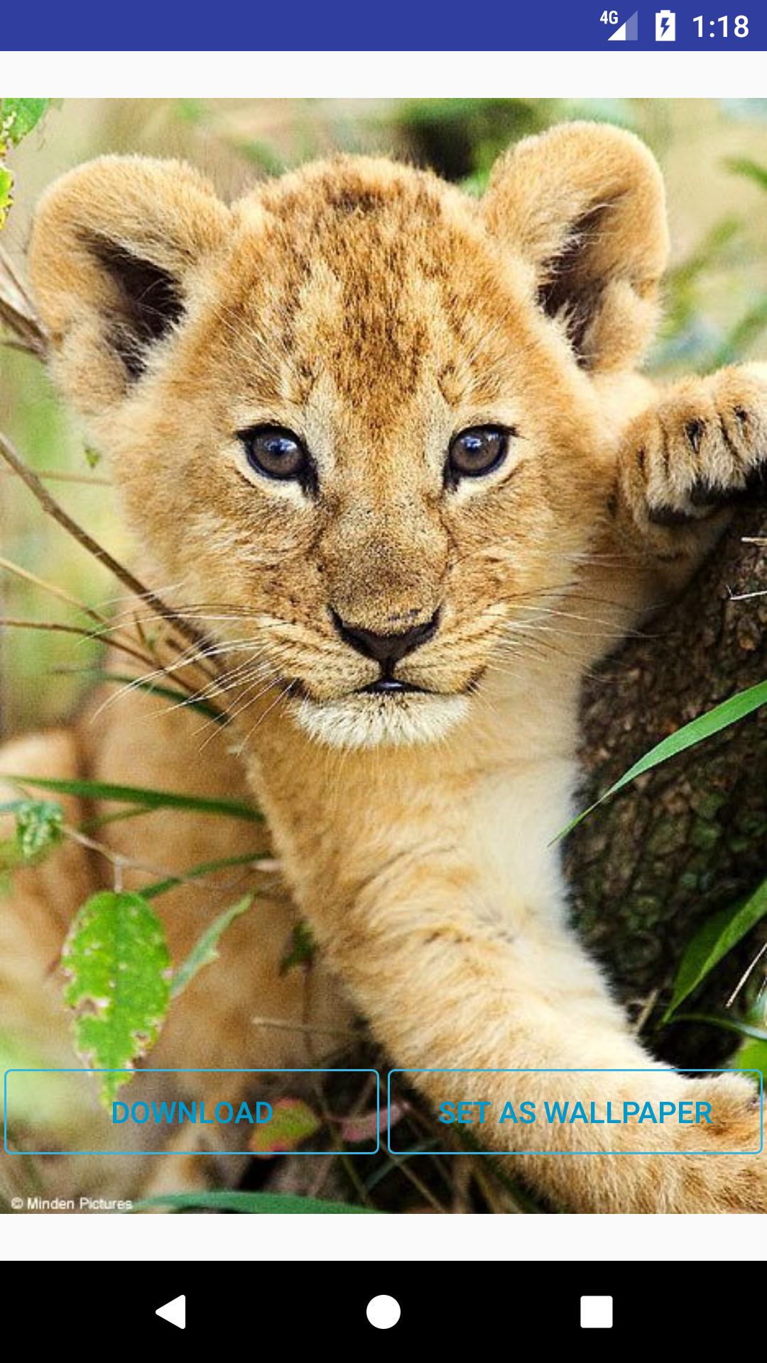 Leone che si copre il volto, 1920x1080 Full HD, PC