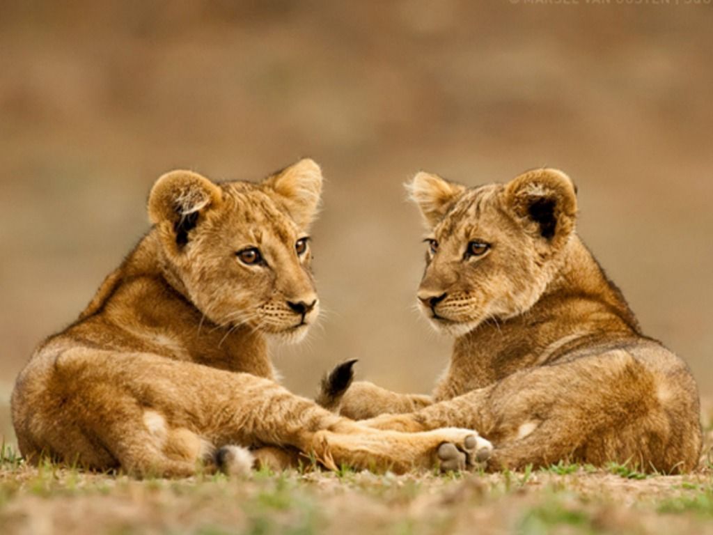 Leone giovane in savana, 1920x1080 Full HD 1080p, PC