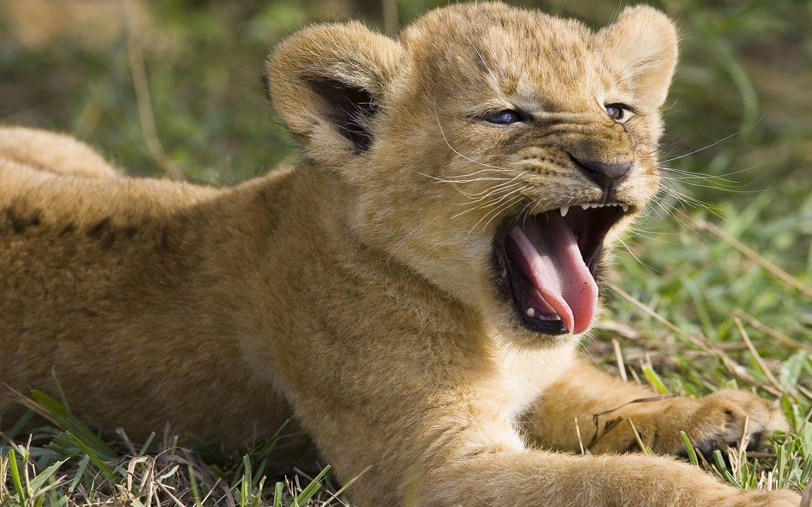 Due cuccioli di leone, 1024x768 HD, iMac