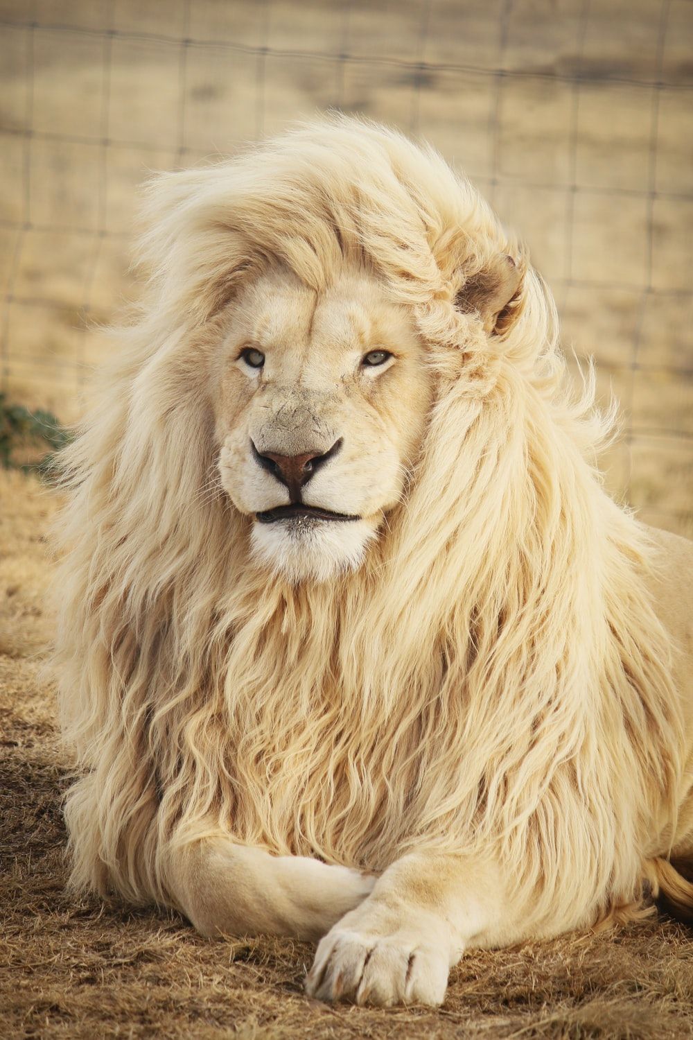 Leone bianco sdraiato, 1000x1500 Full HD Verticale, iPhone