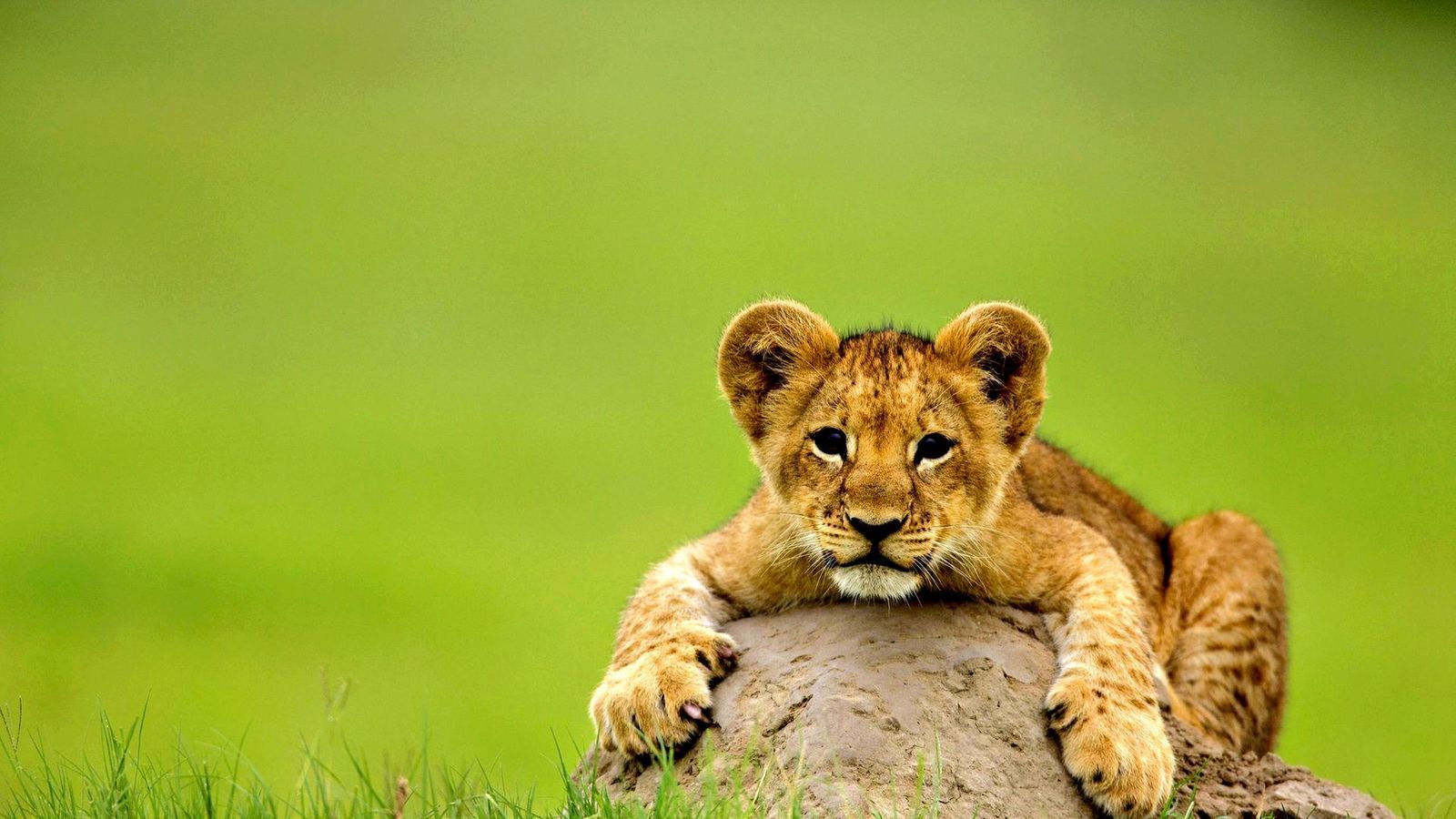 Cucciolo di leone su roccia, 1600x900 900p, Laptop