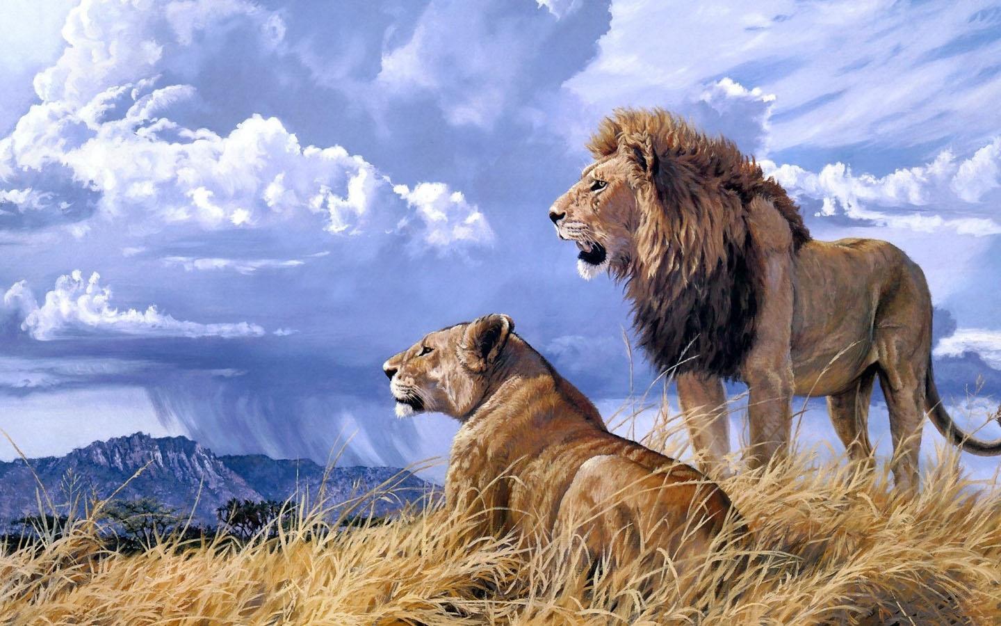 Coppia di leoni savana, 1440x900 HD, Desktop