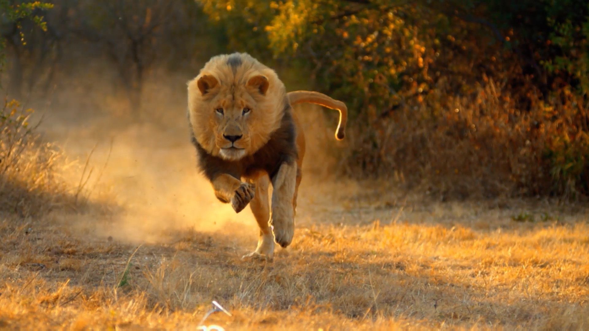 Leone che corre nella savana, 1920x1080 1080p, Desktop