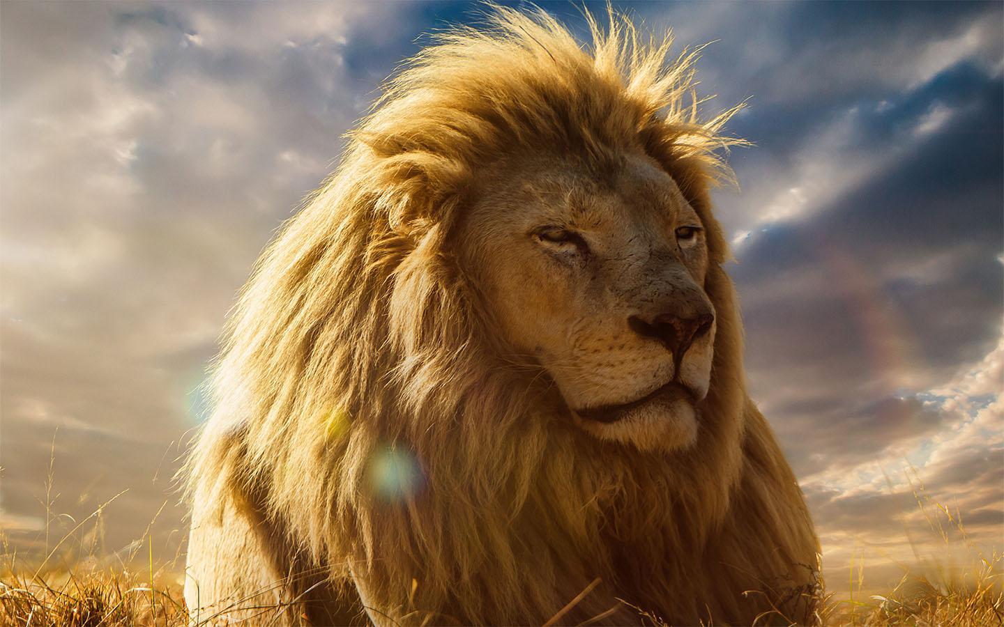 Leone maestoso nella savana, 1440x900 720p, PC