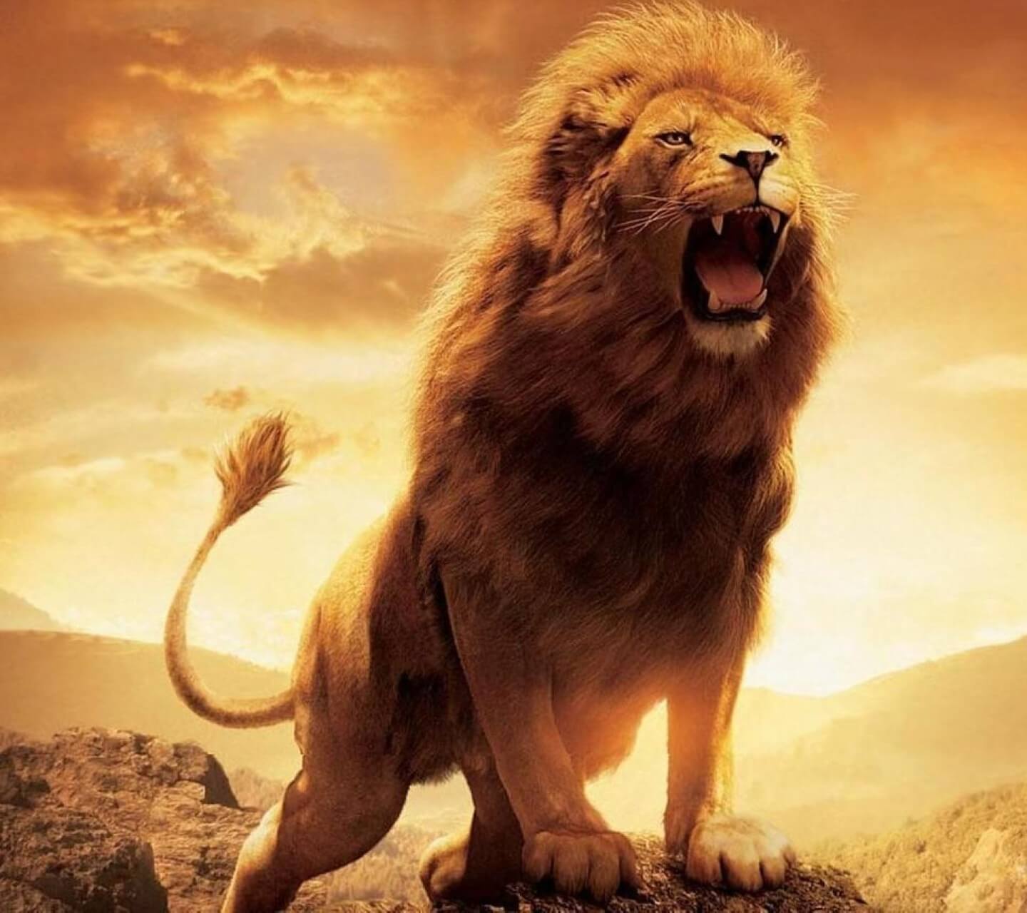 Leone ruggente al tramonto, 1440x1280 720p, PC