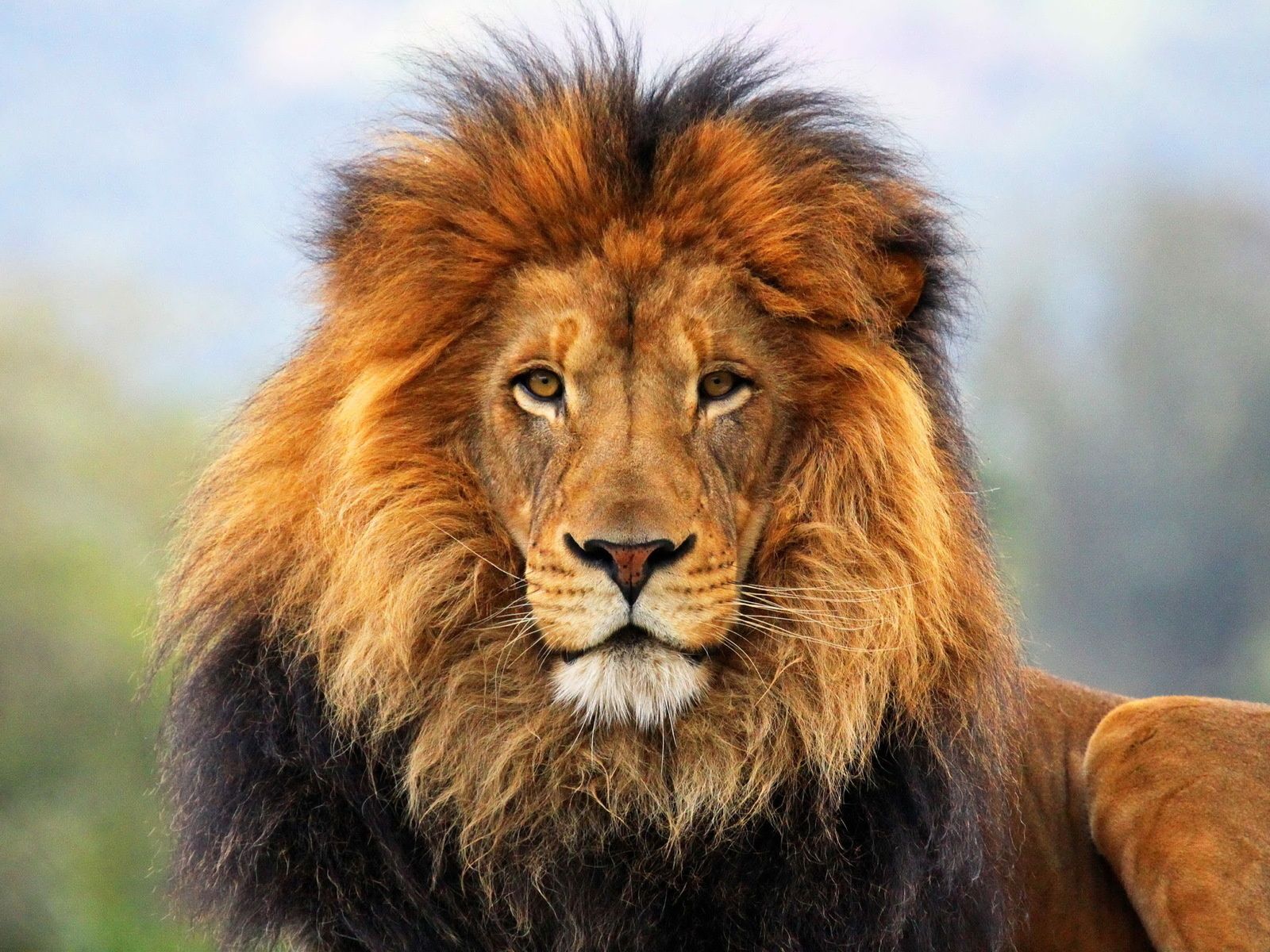 Leone con folta criniera, 1600x1200 900p, Desktop