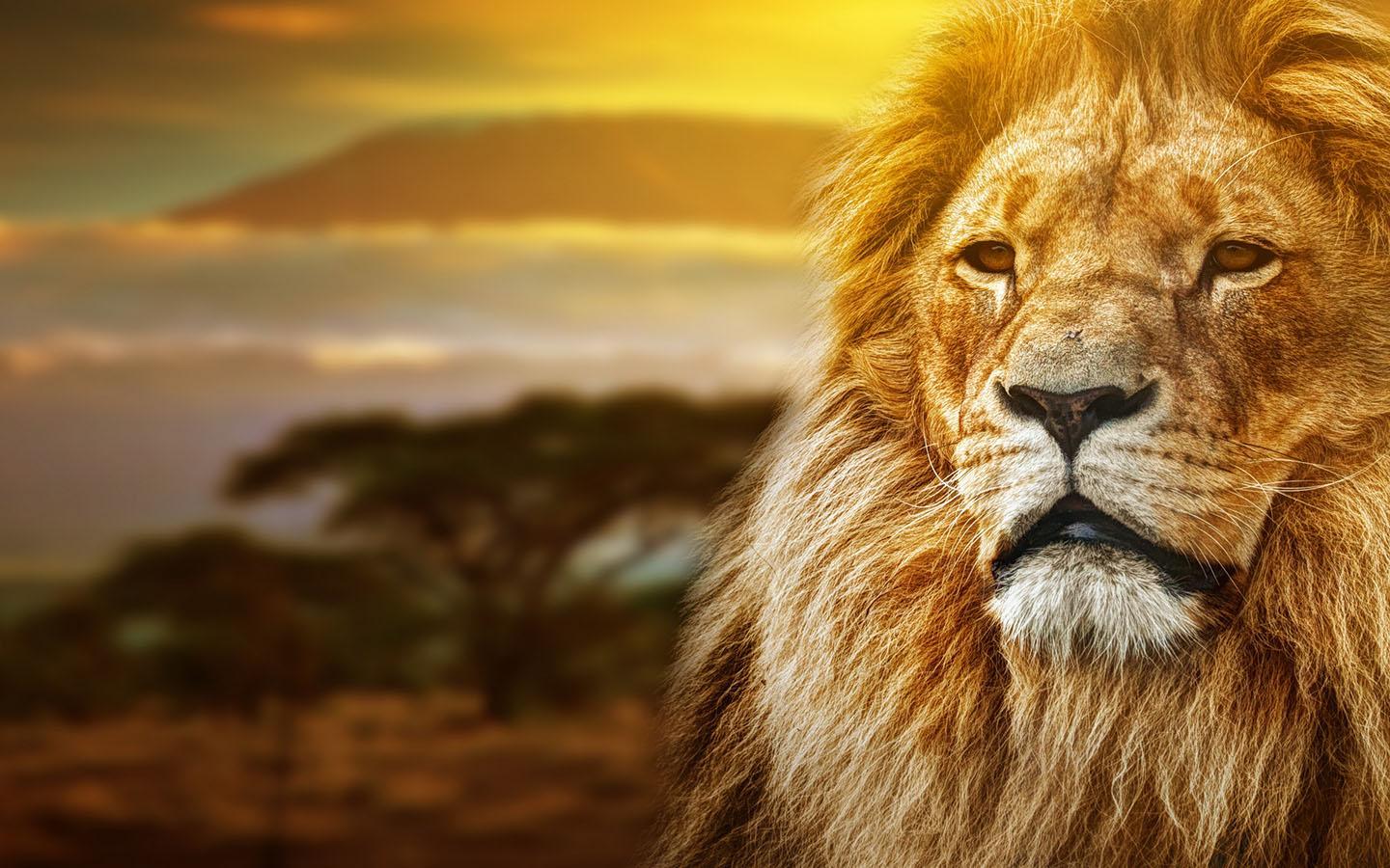 Leone al tramonto savana, 1440x900 720p, PC