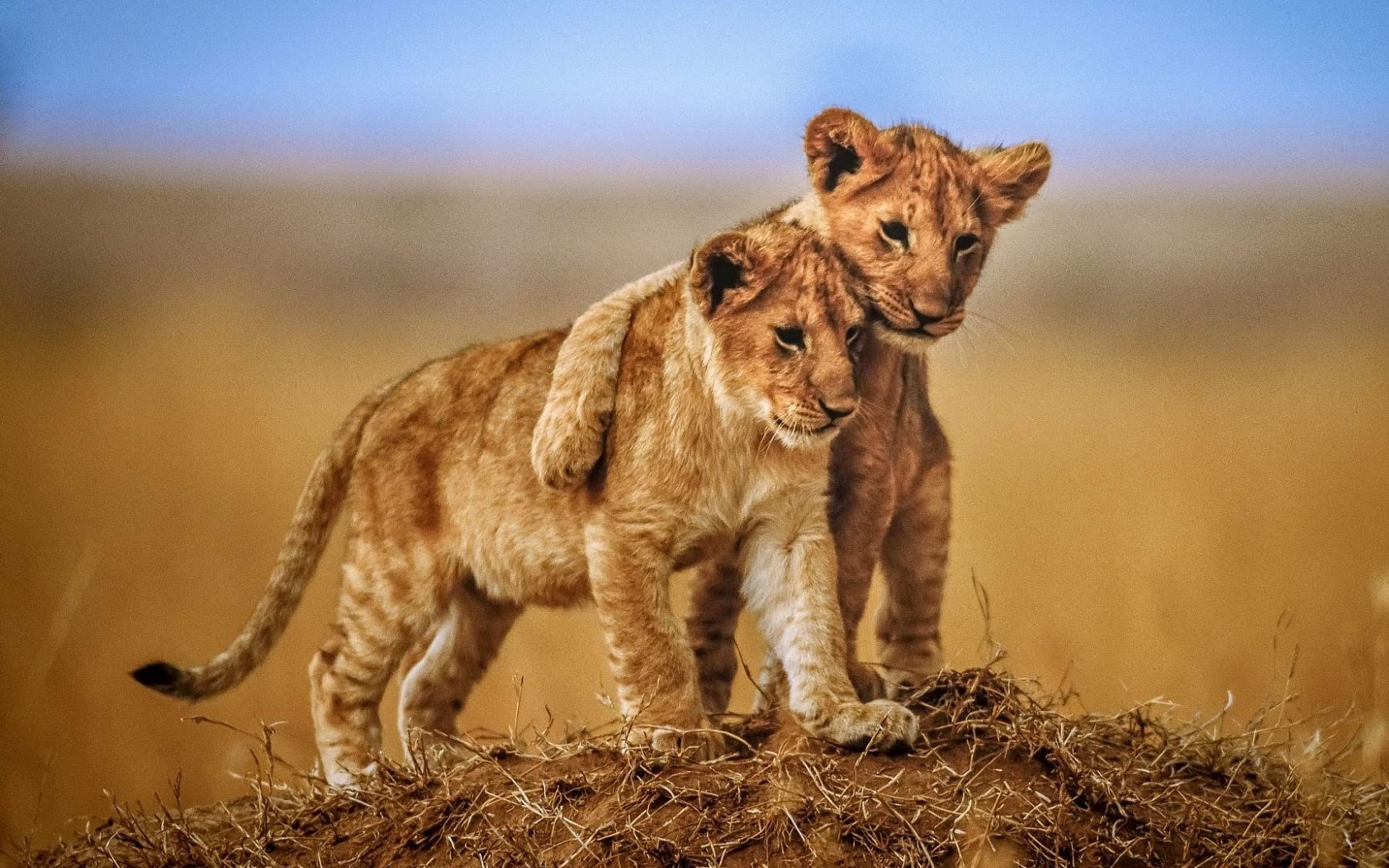 Cuccioli di leone su collina, 1920x1200 Full HD+, PC Desktop