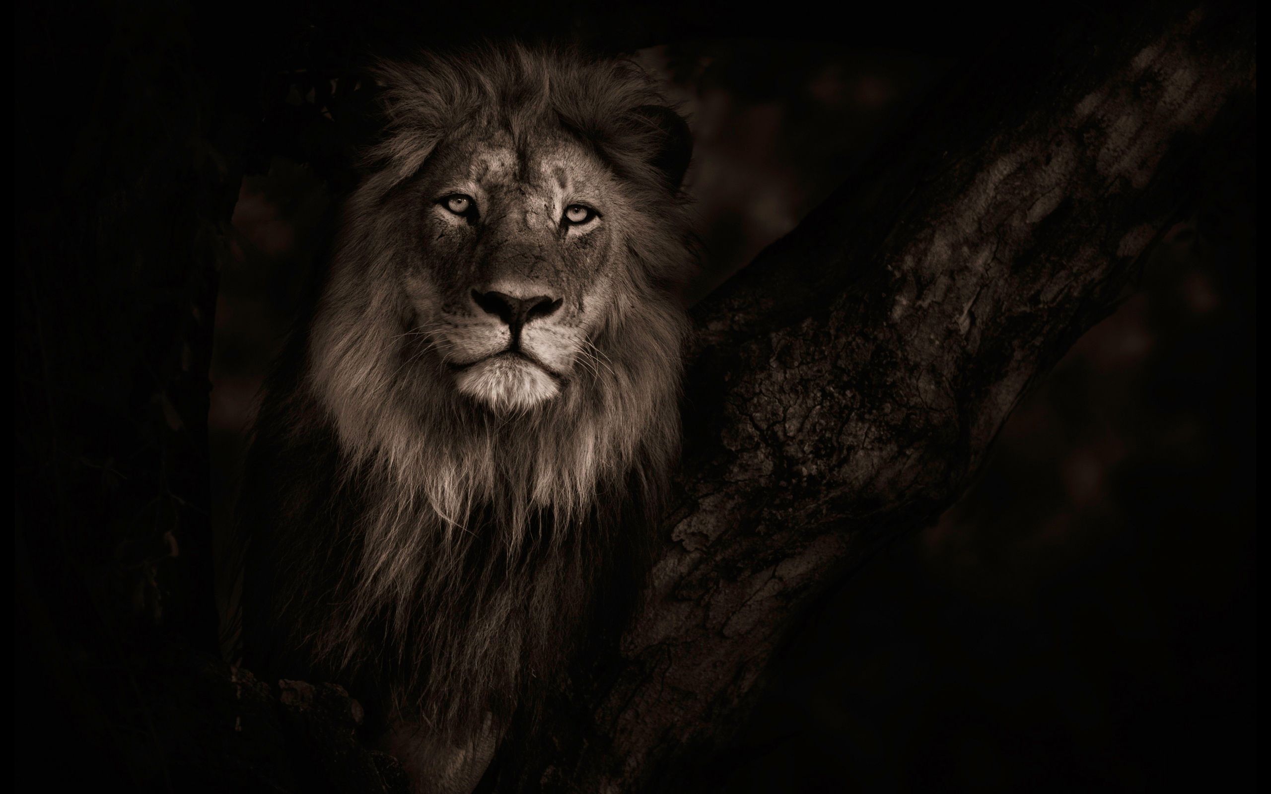 Leone nell'oscurità, 2560x1600 2K, Desktop