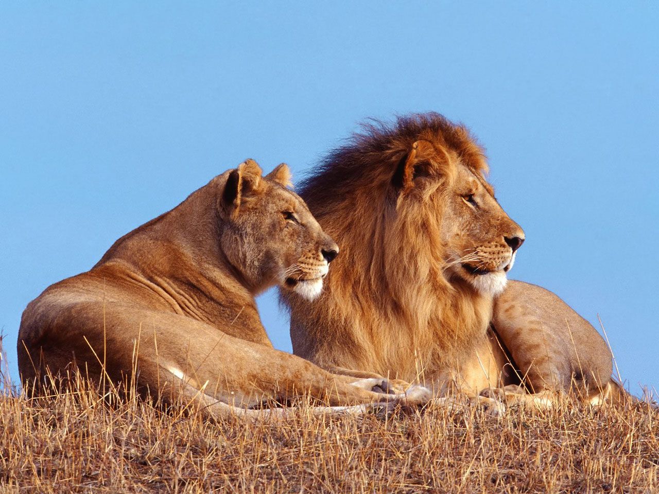 Leone e leonessa savana, 1280x960 HD, Desktop