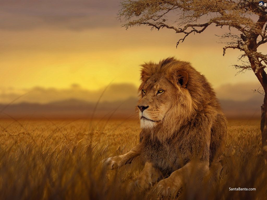 Leone nella savana al tramonto, 1024x768 HD, Desktop