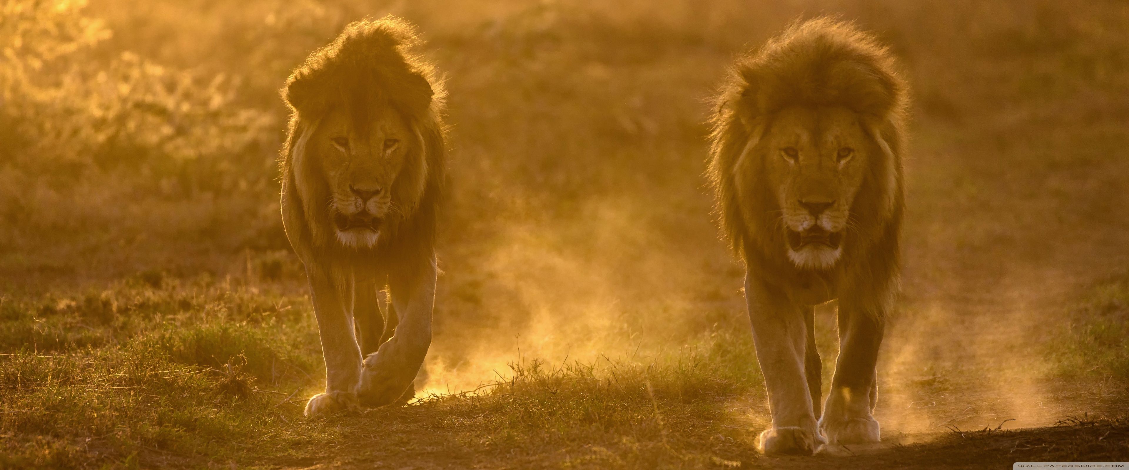 Due leoni maschi savana, 3840x1600 Ultrawide, Smart TV 4K