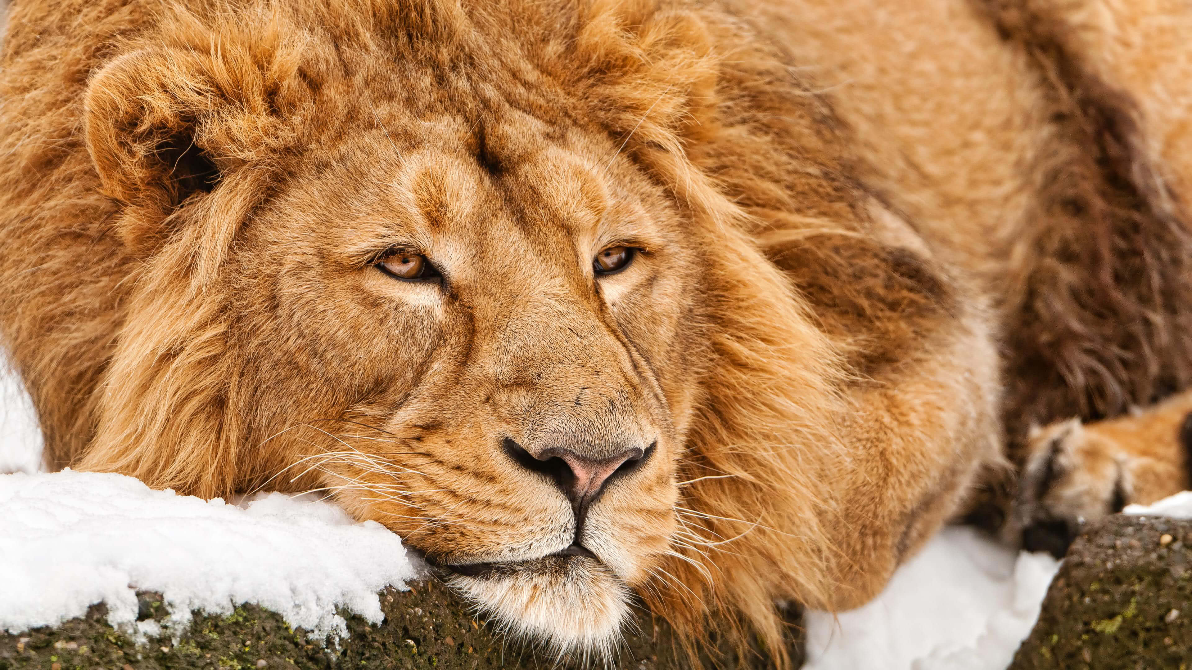 Leone sdraiato nella neve, 3840x2160 UHD, PC 4K