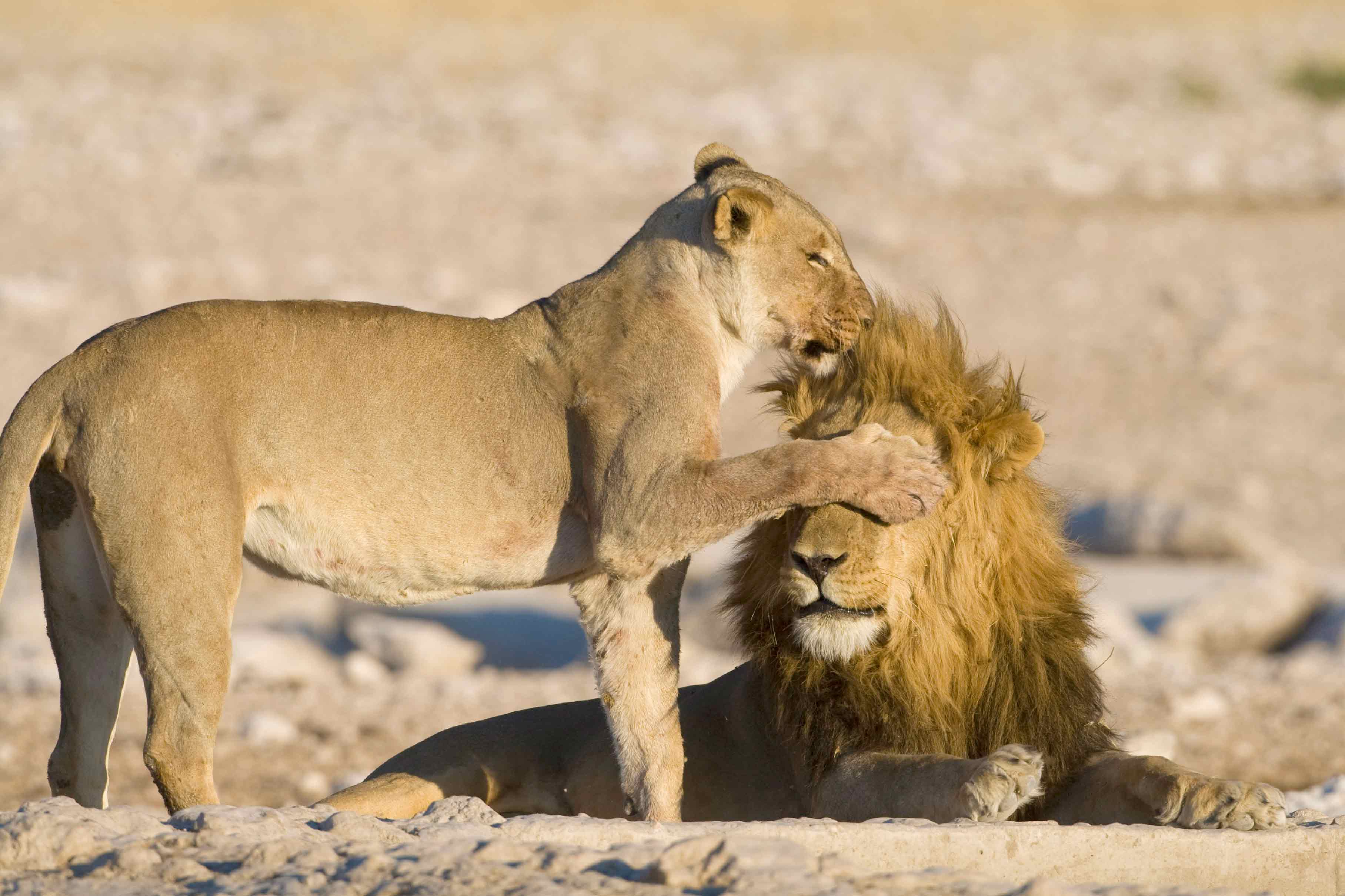 Leonessa e leone affettuosi, 3632x2421 2K, Desktop