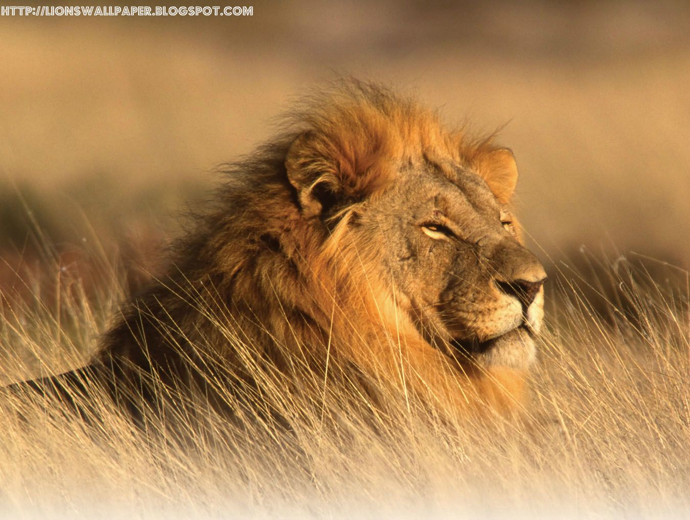 Leone nella savana dorata, 1350x1018 HD, Desktop
