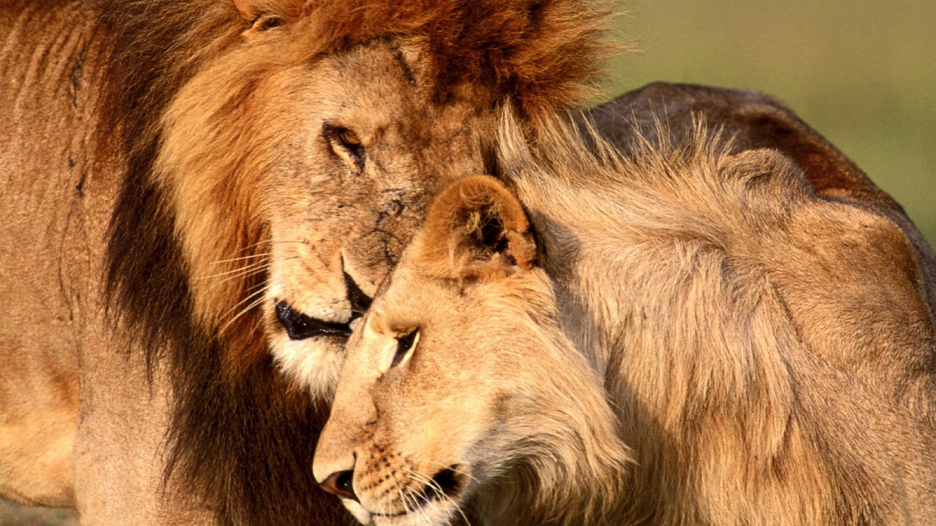 Leone e leonessa affettuosi, 1920x1080 1080p, PC Desktop