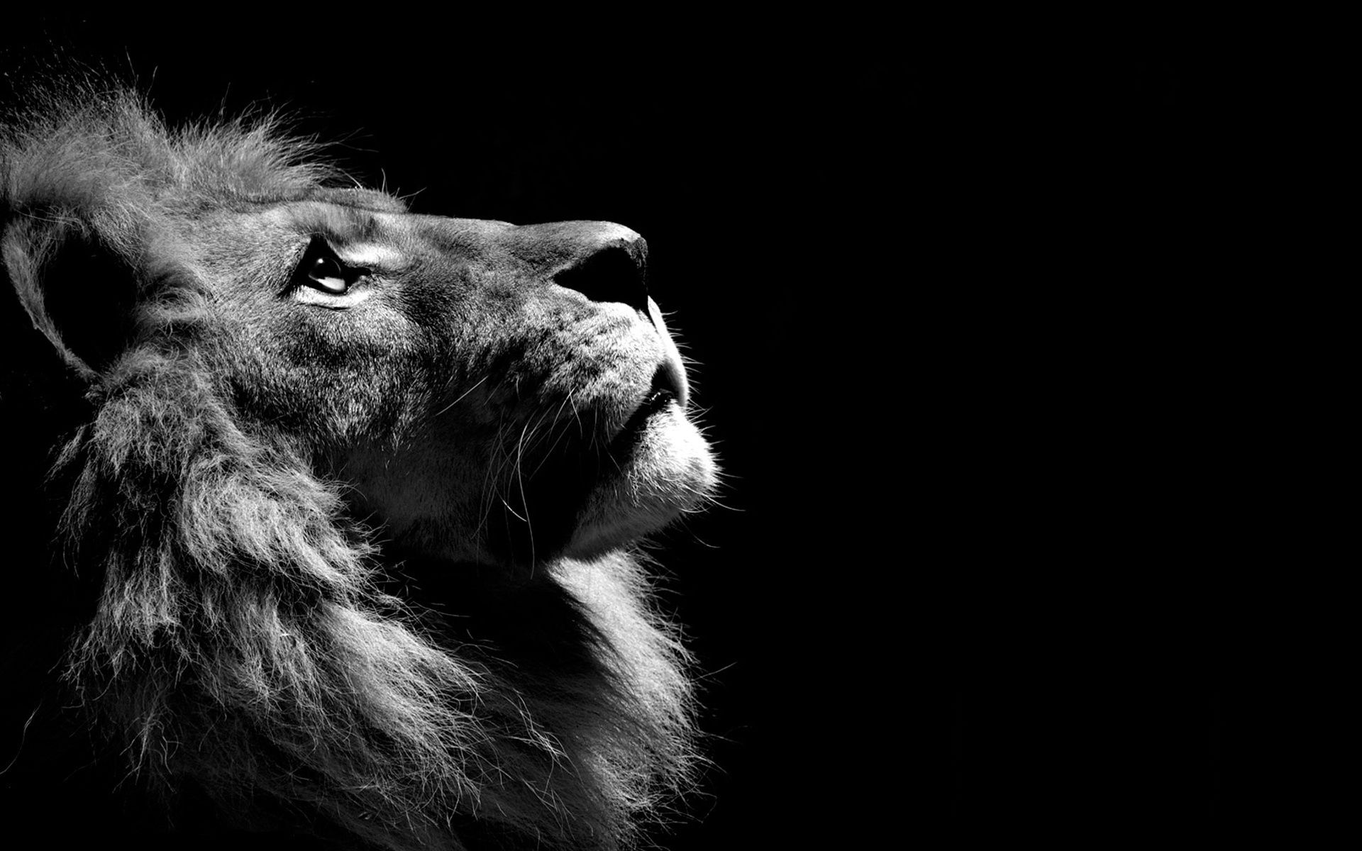 Leone in bianco e nero, 1920x1200 Full HD+, PC
