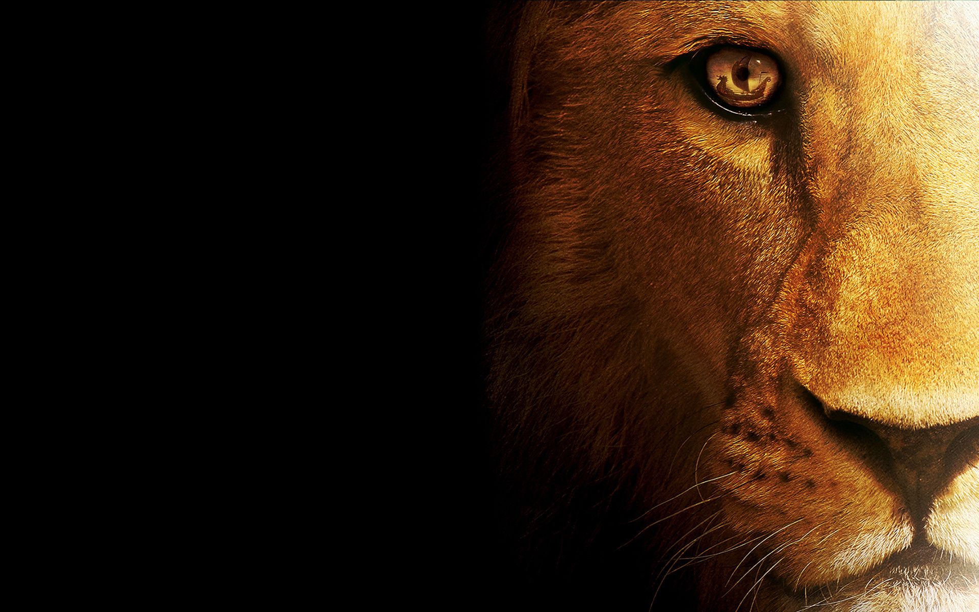 Volto di leone primo piano, 1920x1200 Full HD+, Desktop