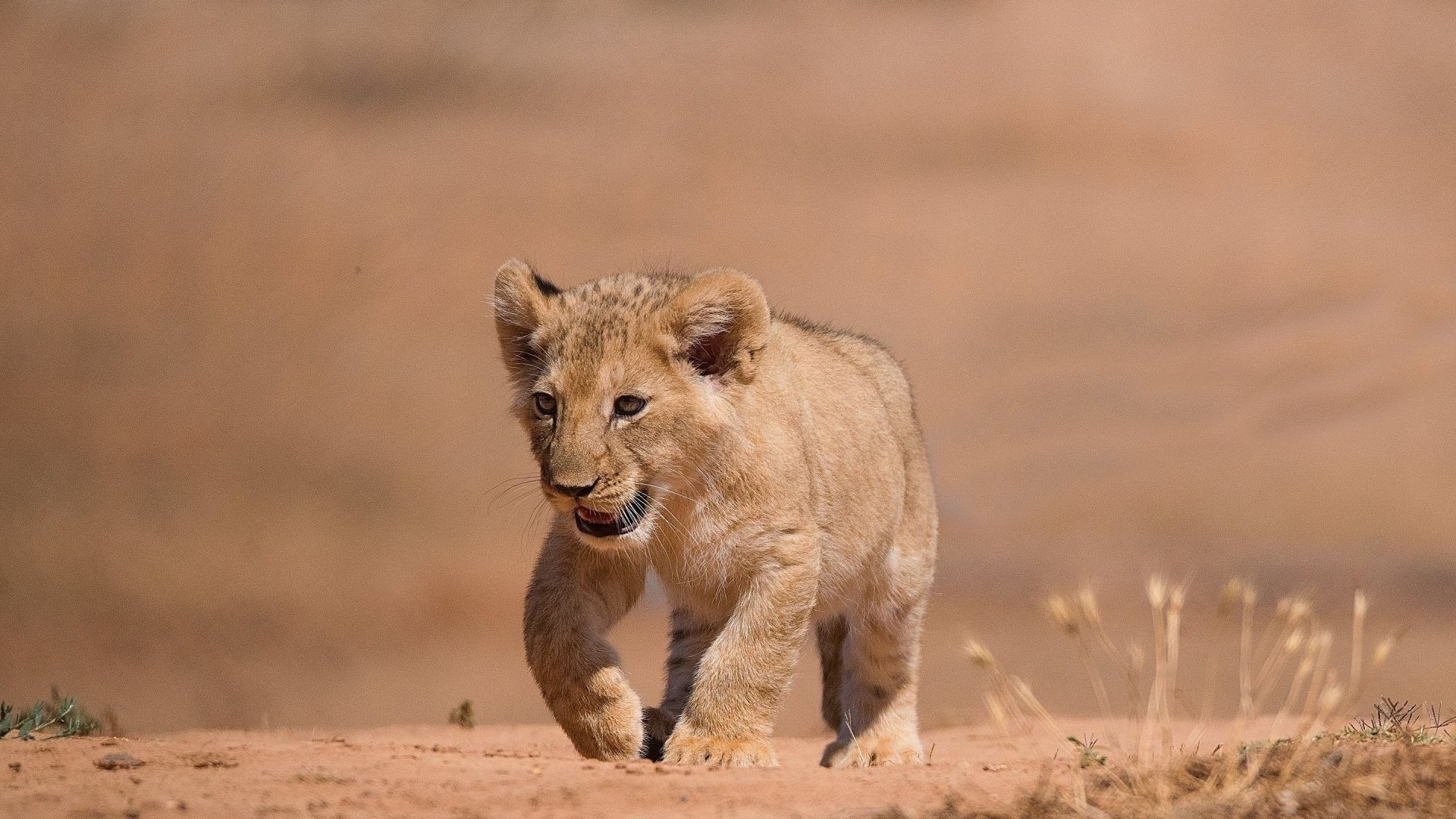 Cucciolo di leone nel deserto, 1920x1080 1080p, PC