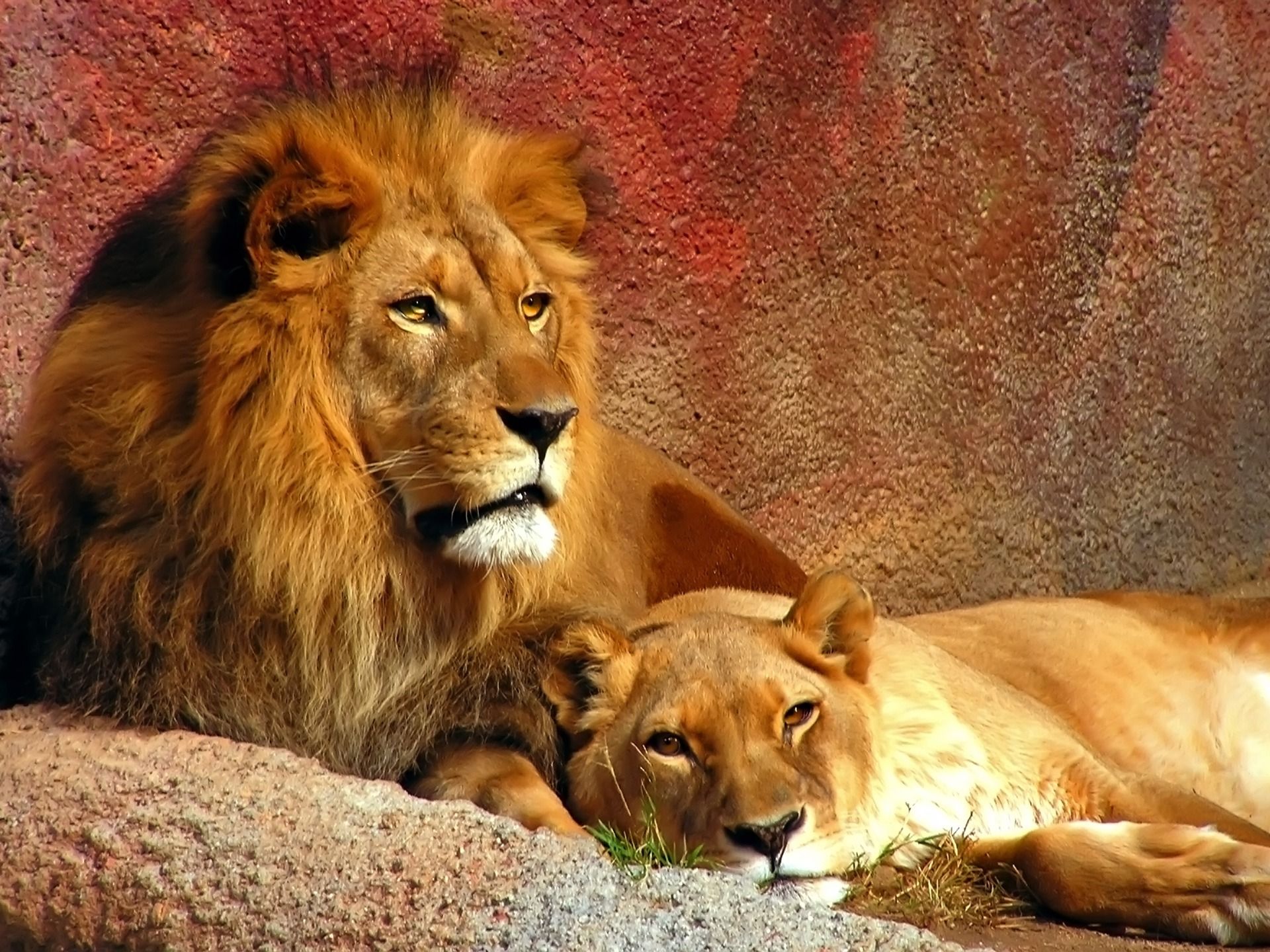 Leone e leonessa su roccia, 1920x1440 Full HD+, iMac
