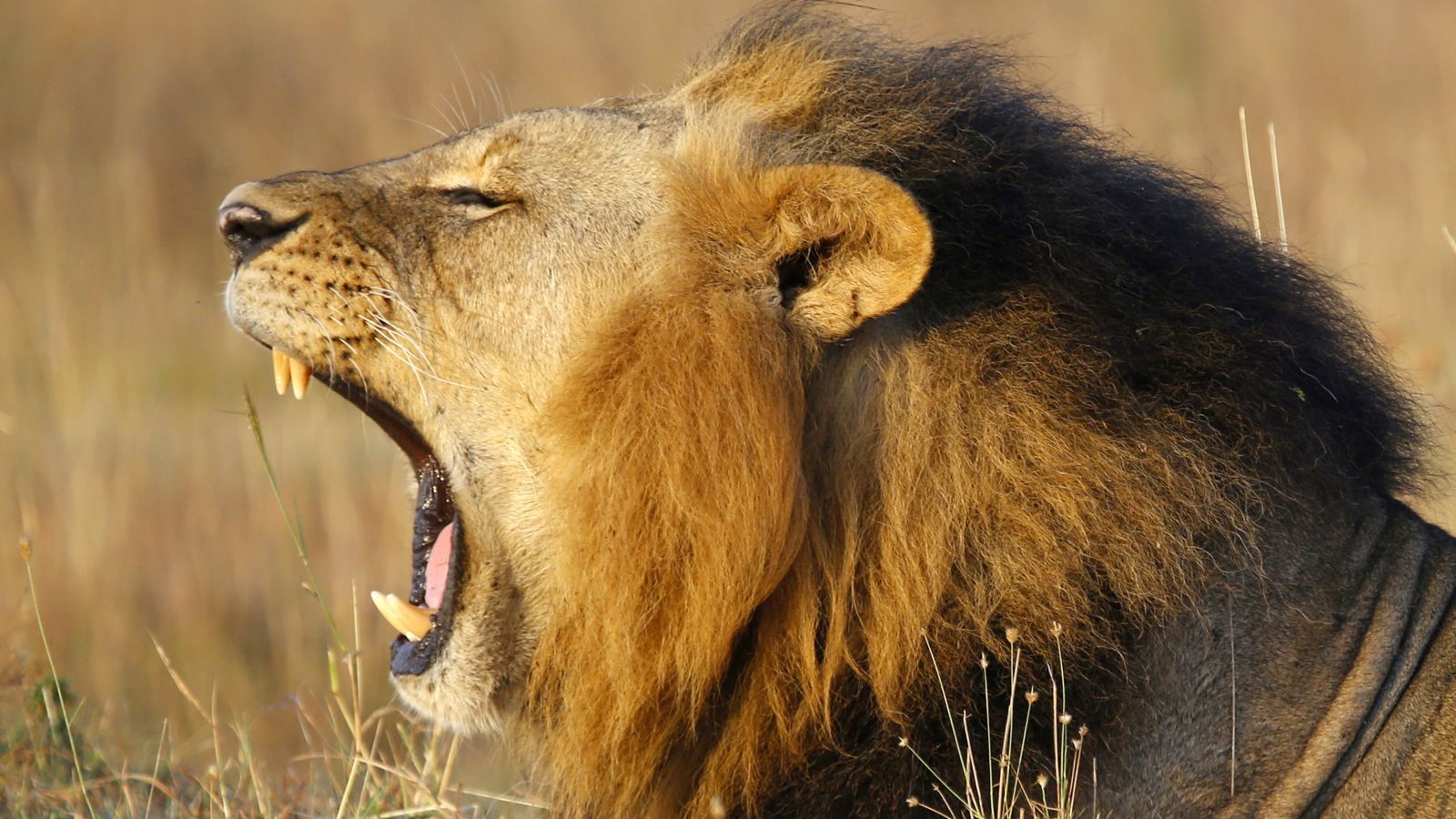 Leone che ruggisce, savana, 1600x900 900p, Desktop