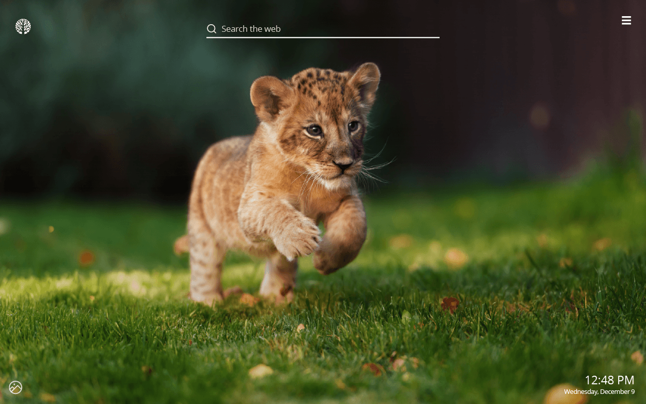 Cucciolo di leone corre nell'erba, 1280x800 720p, PC