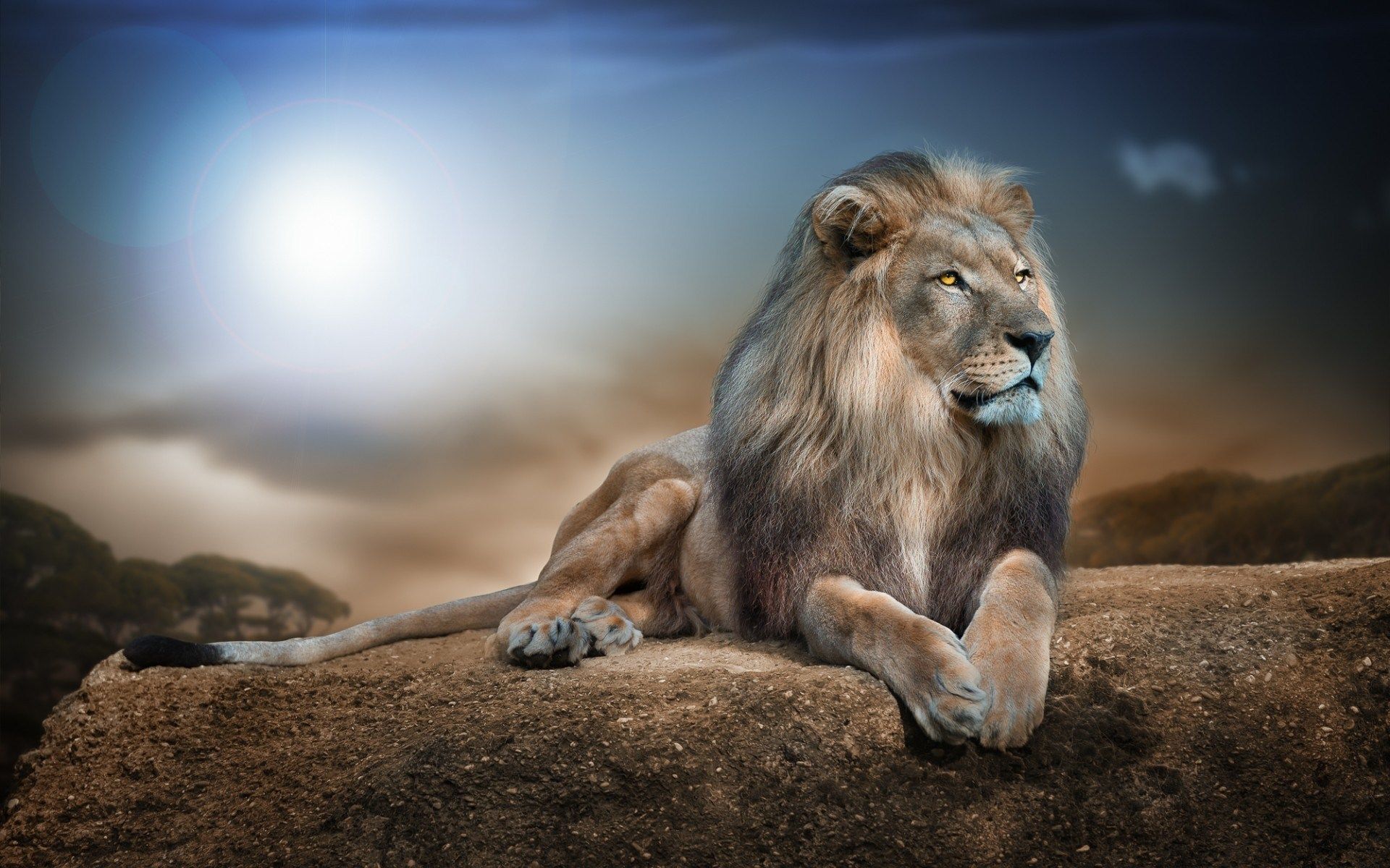 Leone sdraiato su roccia, 1920x1200 WUXGA, Laptop
