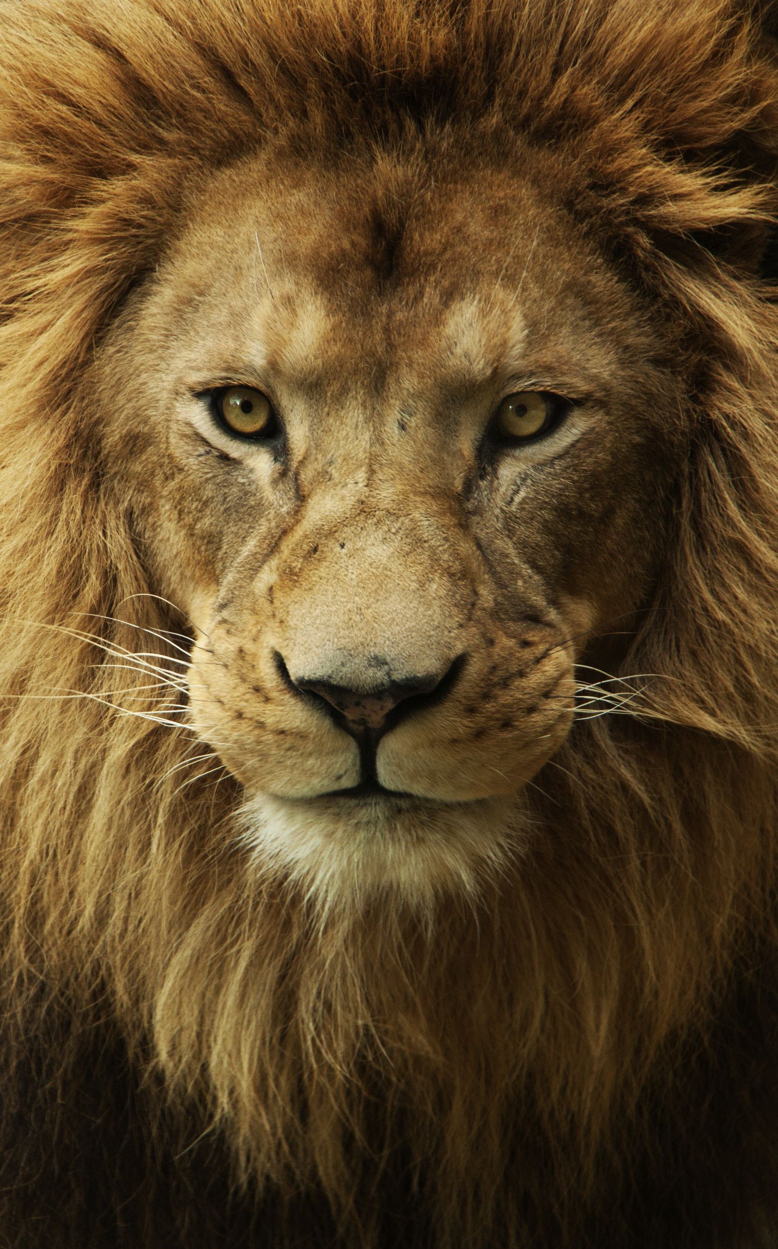 Ritratto leone sguardo intenso, 1536x2466 Verticale, Xiaomi