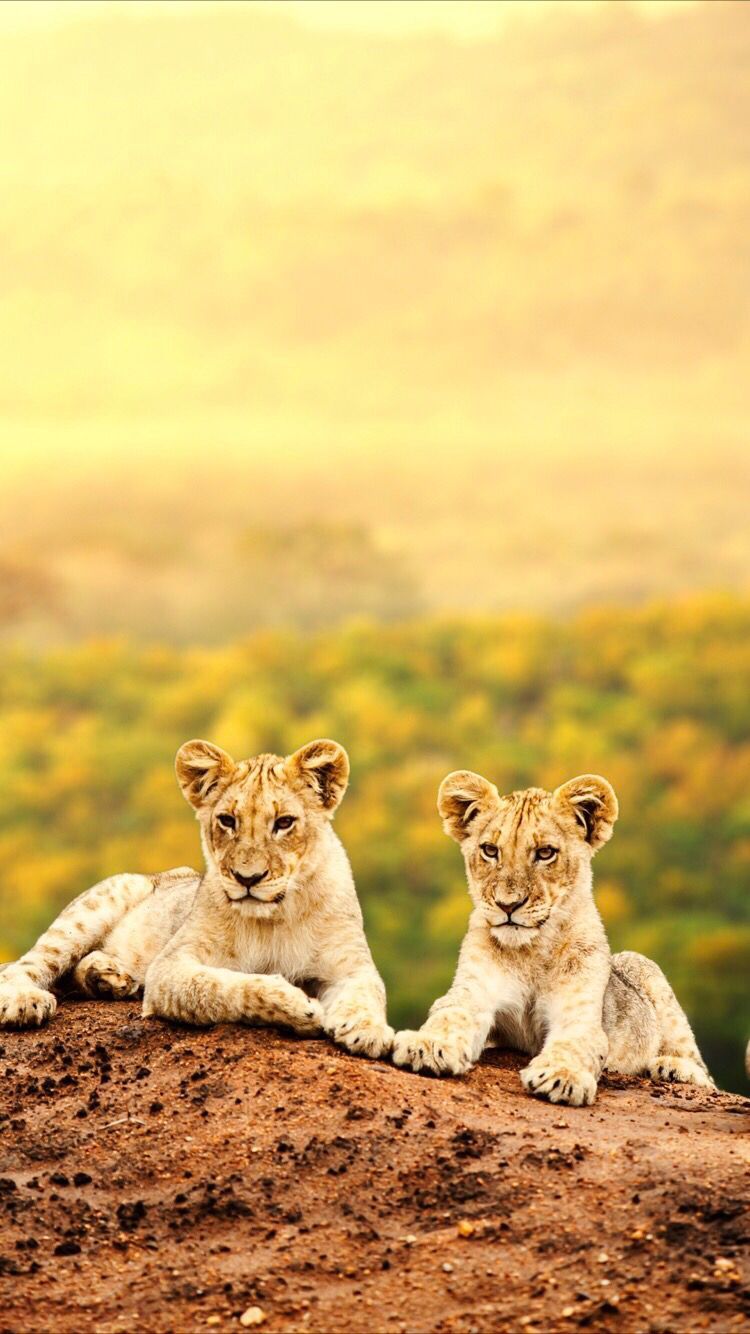 Leone sdraiato nella savana, 1600x1200 HD Ready, Desktop
