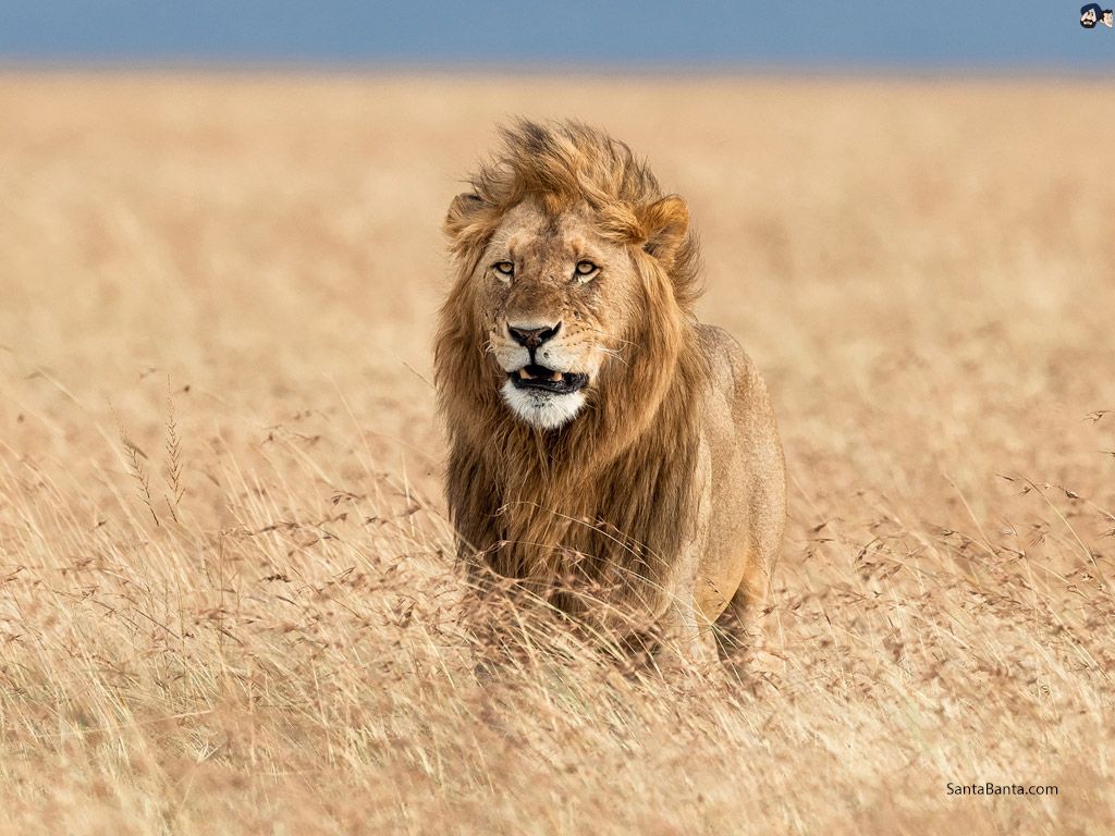 Cuccioli di leone al tramonto, 750x1334 Full HD Verticale, Smartphone