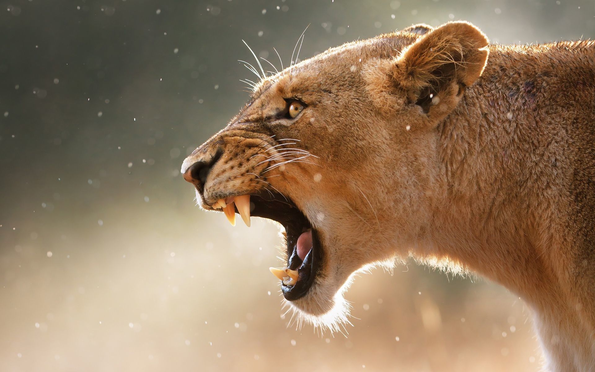 Due leoni maschi sdraiati, 1920x1200 Full HD+, PC Desktop