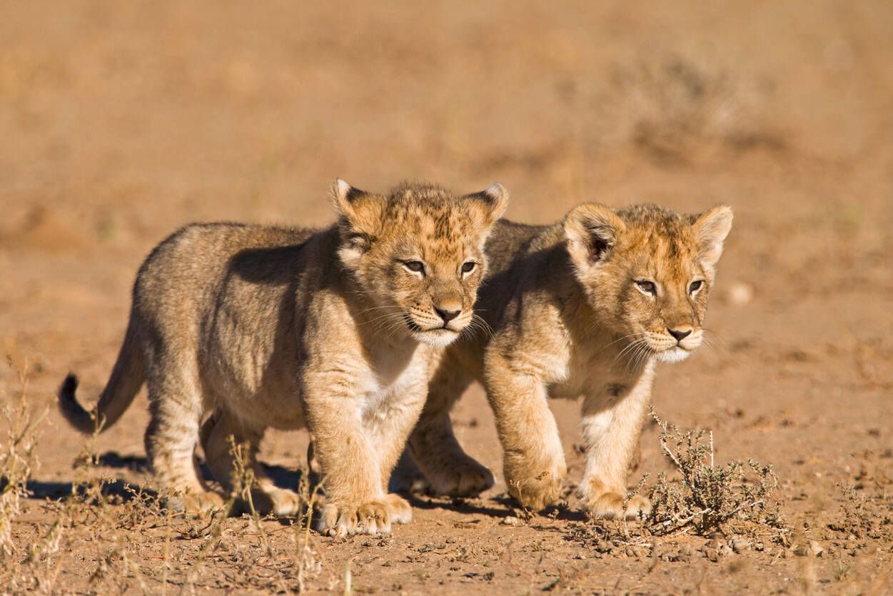 Leone che ruggisce, dipinto, 1440x900 HD, Desktop