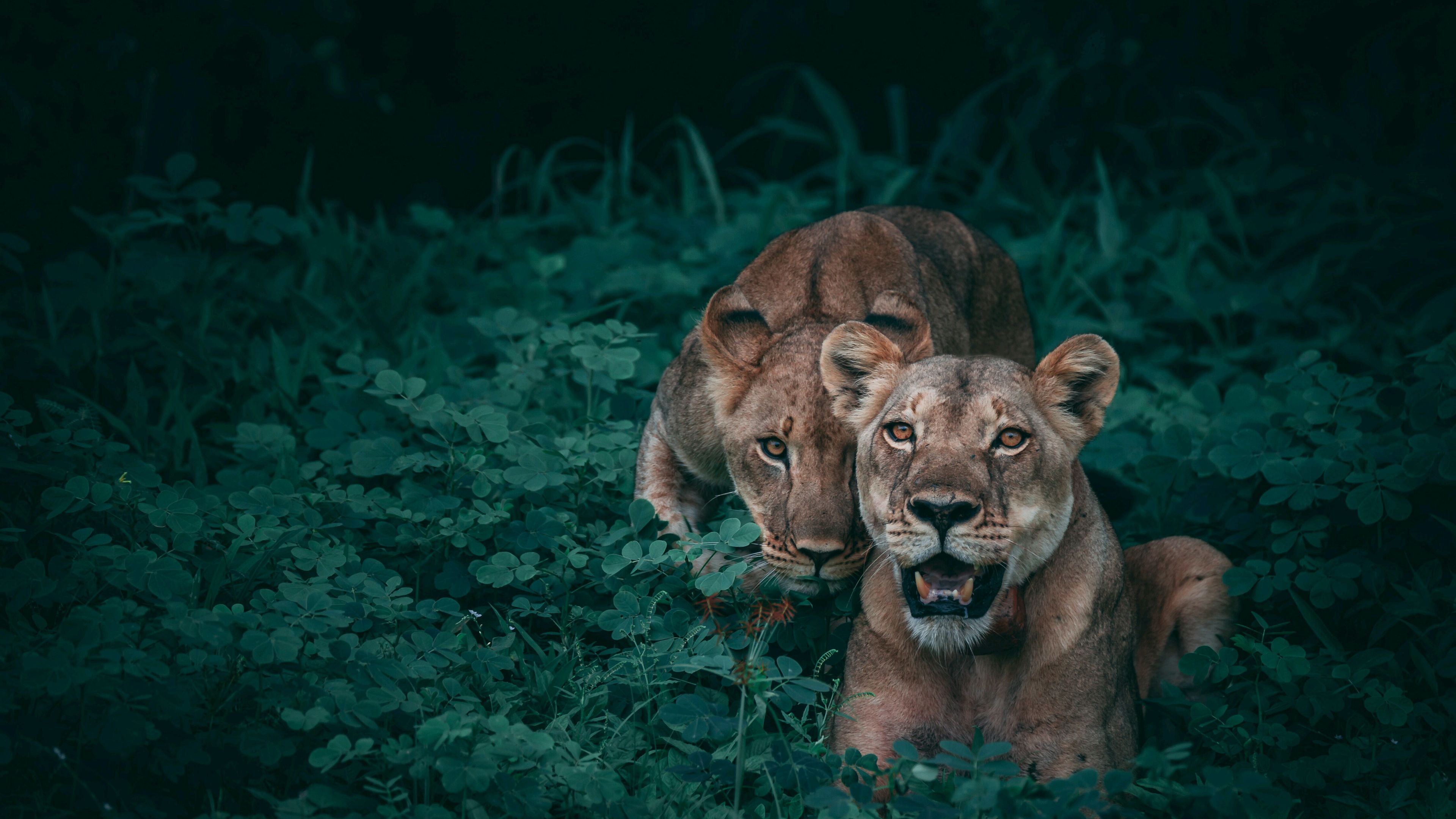 Cuccioli di leone savana, 1251x835 HD, PC