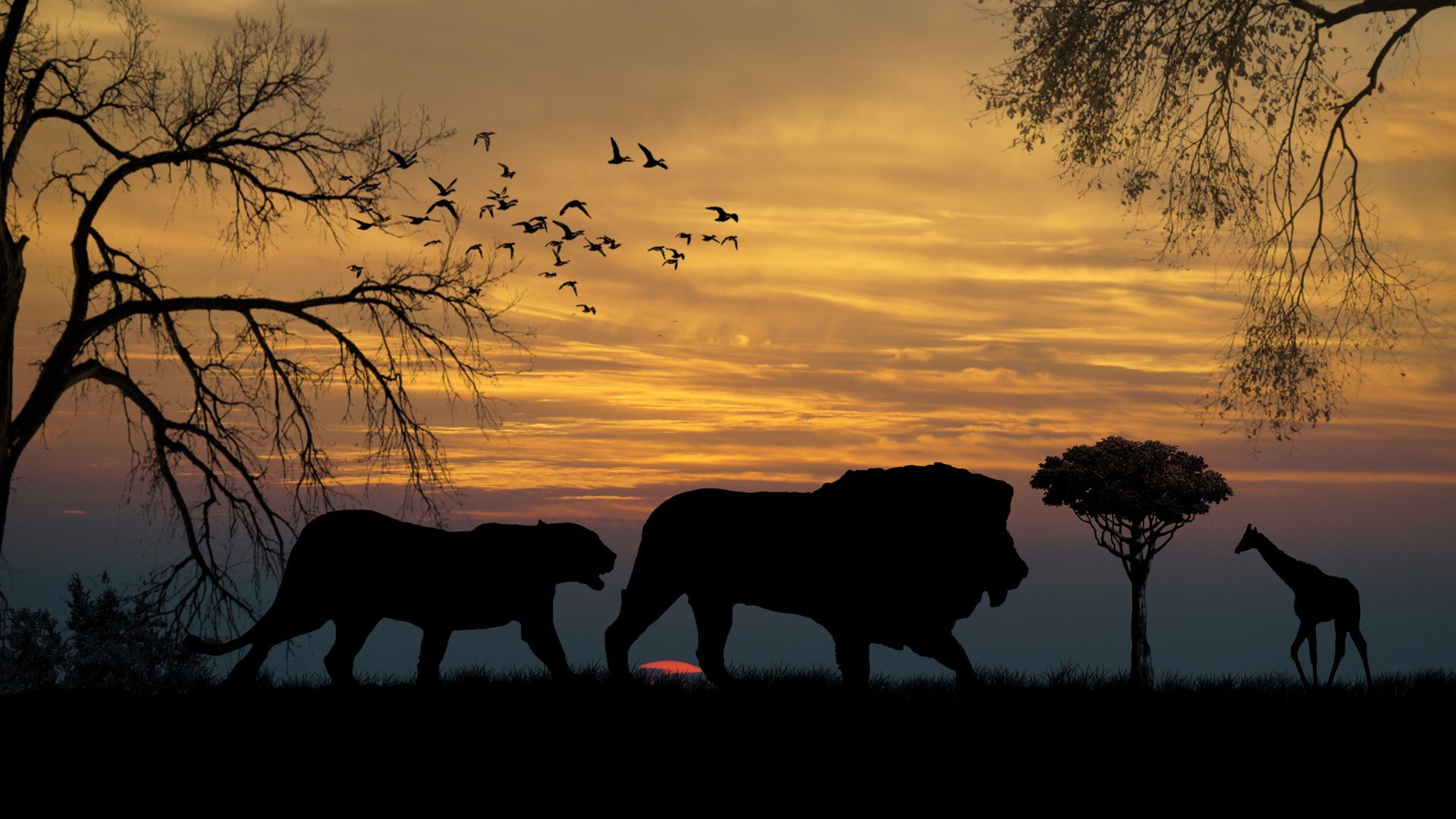 Leoni silhouette al tramonto, 1920x1080 Full HD 1080p, PC Desktop
