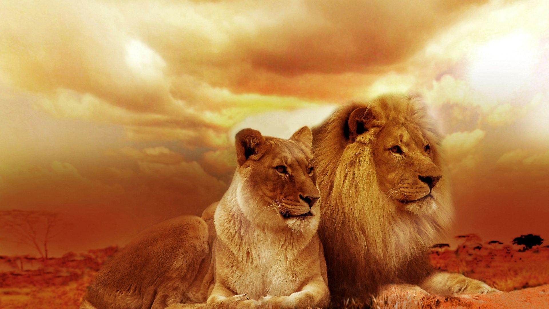 Due leonesse nella savana, 2880x1800 2K, MacBook Pro
