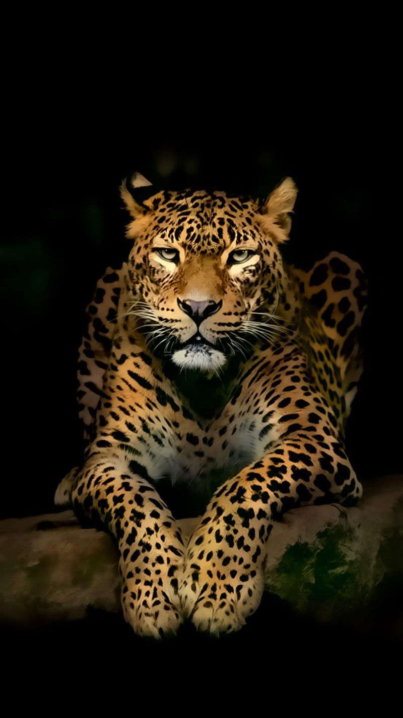 Leopardo su ramo, sfondo nero, 800x1422 Full HD Verticale, Smartphone