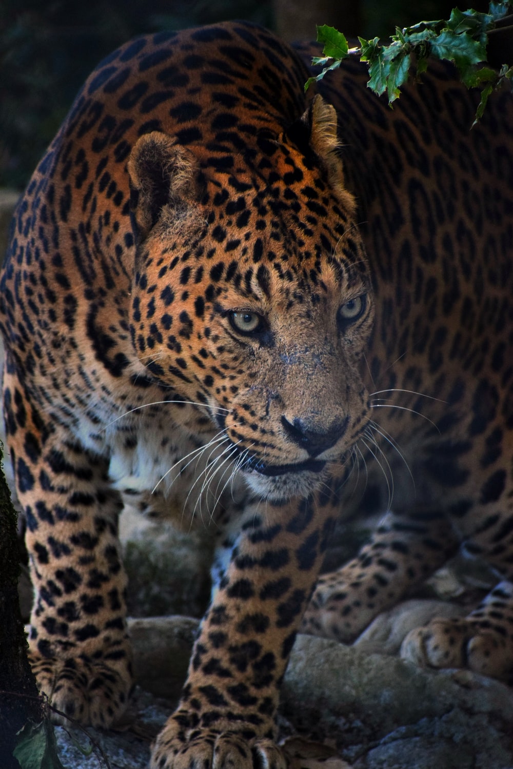 Leopardo ringhiante occhi verdi, 1920x1080 Full HD 1080p, Desktop